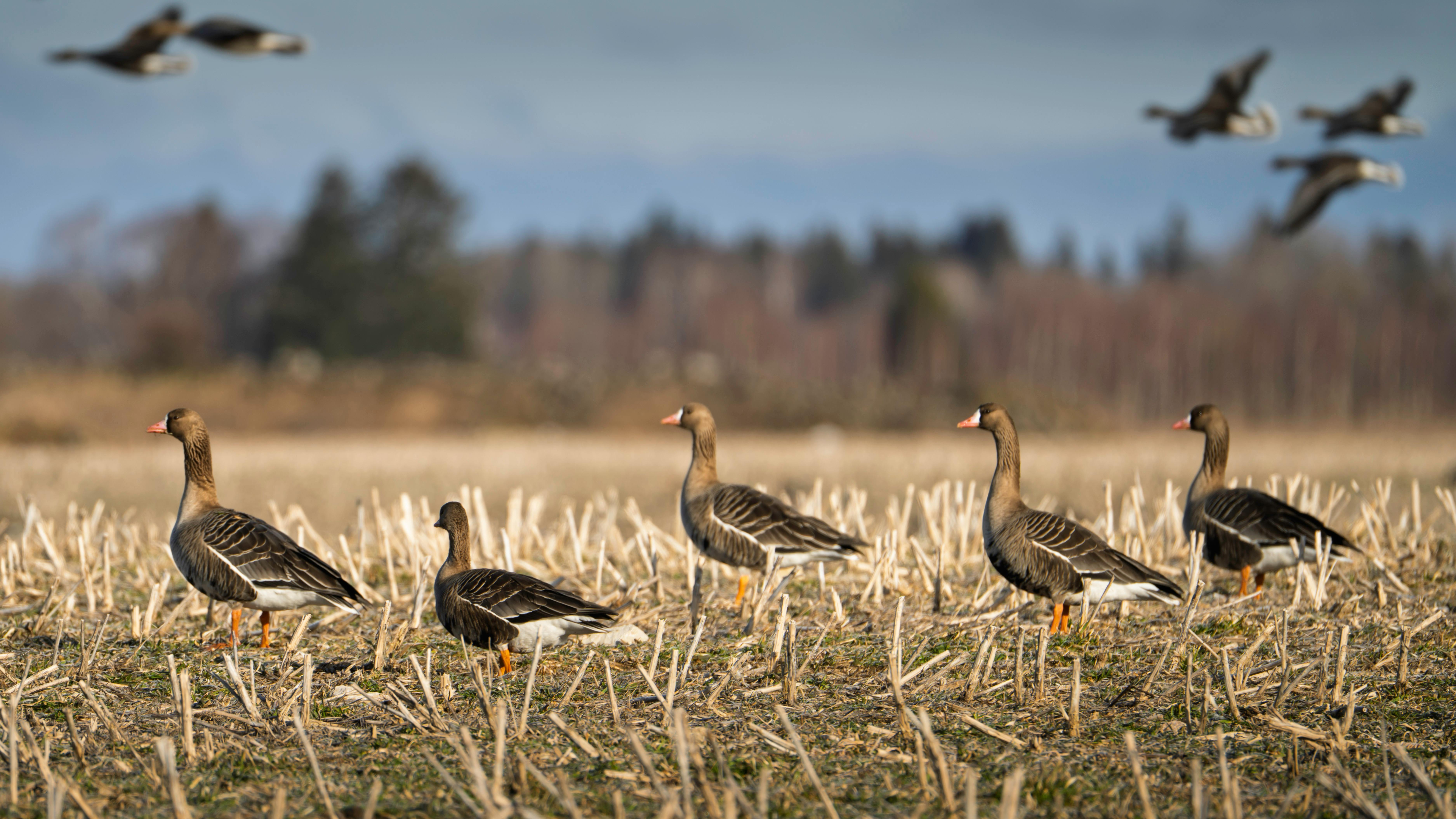 All-Canada Show promotes hunting, fishing and outdoor adventure — Photo by Raul Ling on Pexels