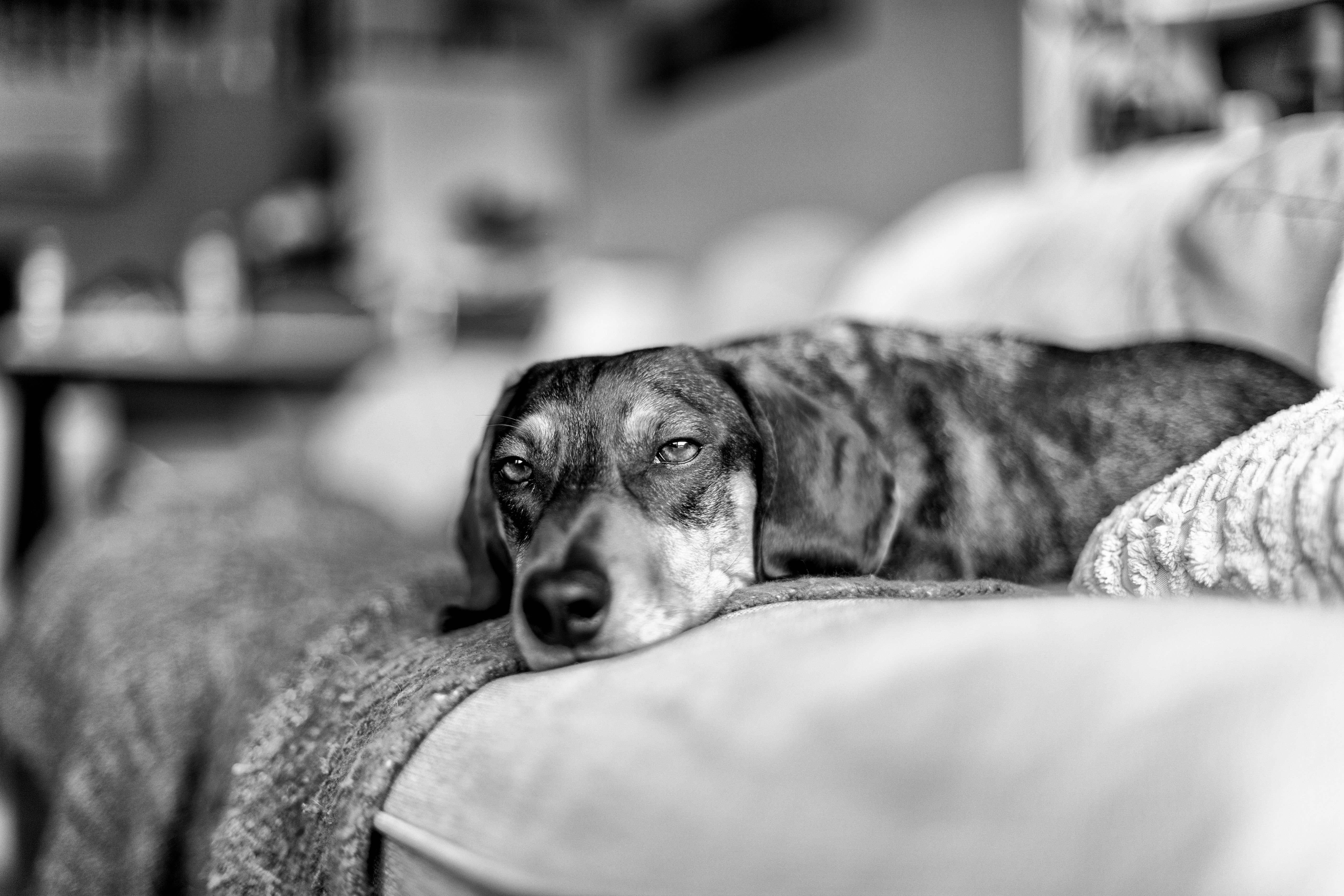 Dog resting calmly on a home sofa looking alert