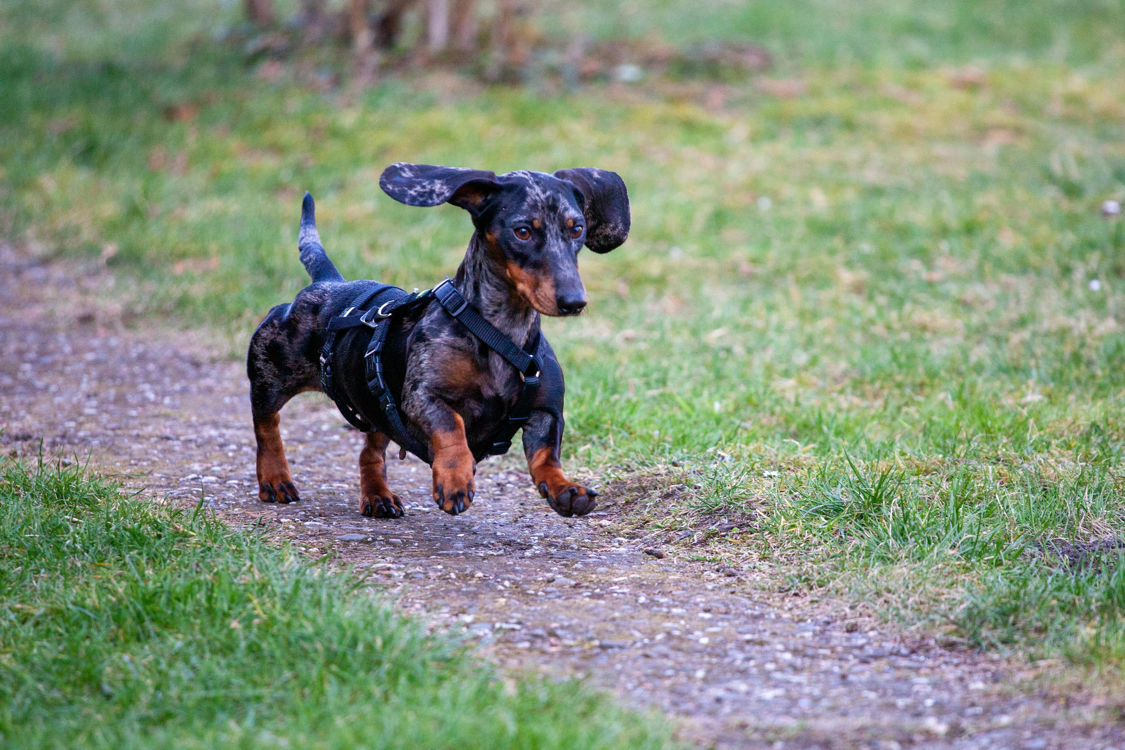 A dachshund dog wearing a harness runs energetically on a grassy path during spring.