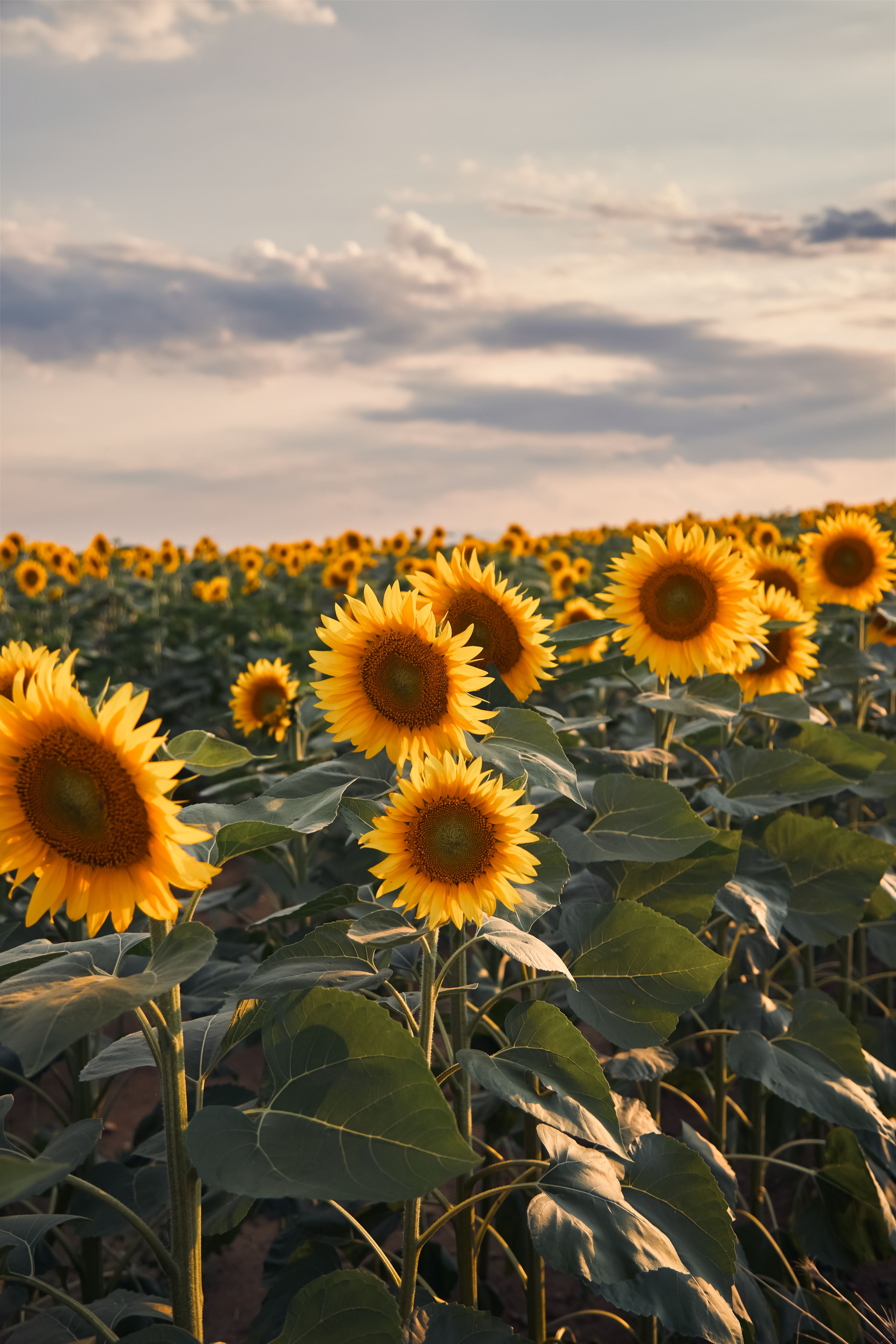 Vibrant Sunflower Field at Sunset · Free Stock Photo