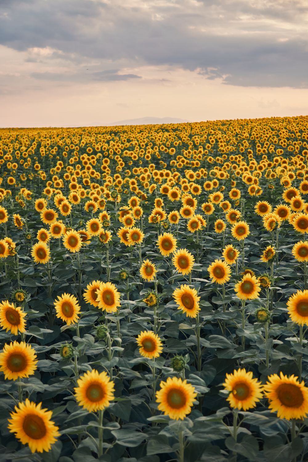 Câmp de floarea soarelui la apus în Toscana, cu dealuri în fundal