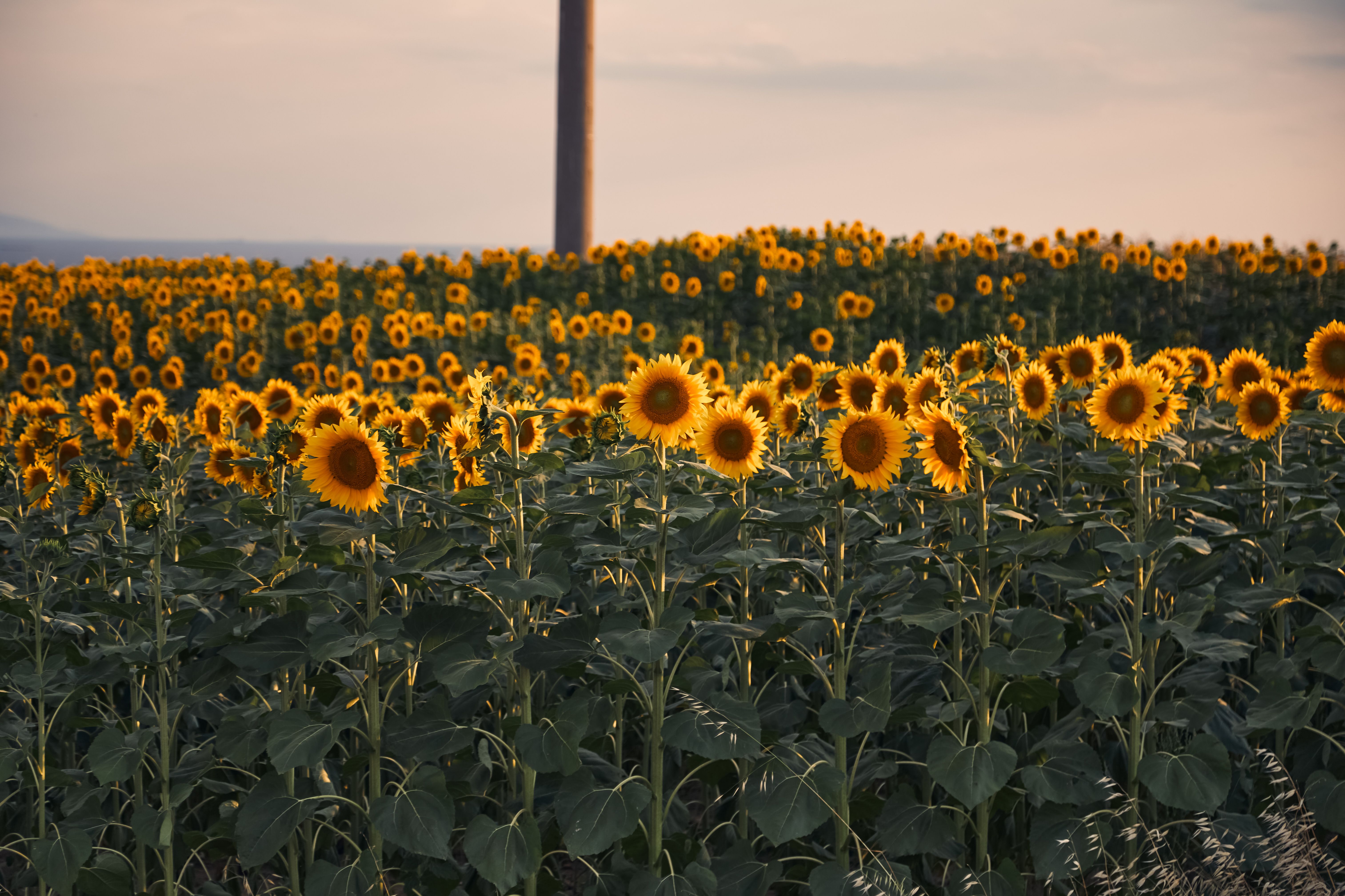 Sunset Over a Vibrant Sunflower Field · Free Stock Photo