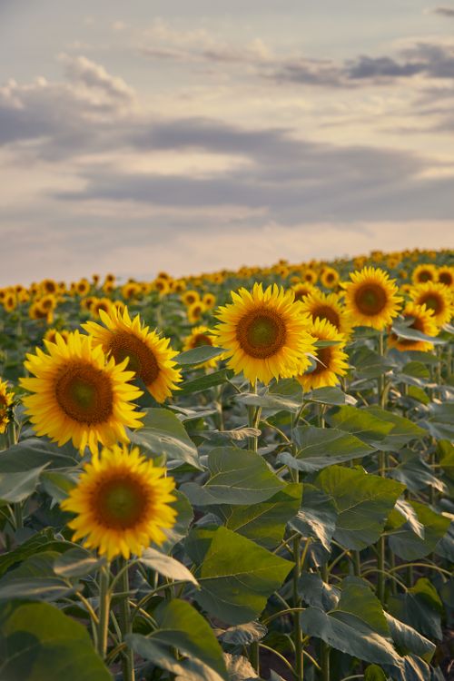 Vibrant Sunflower Field at Sunset · Free Stock Photo