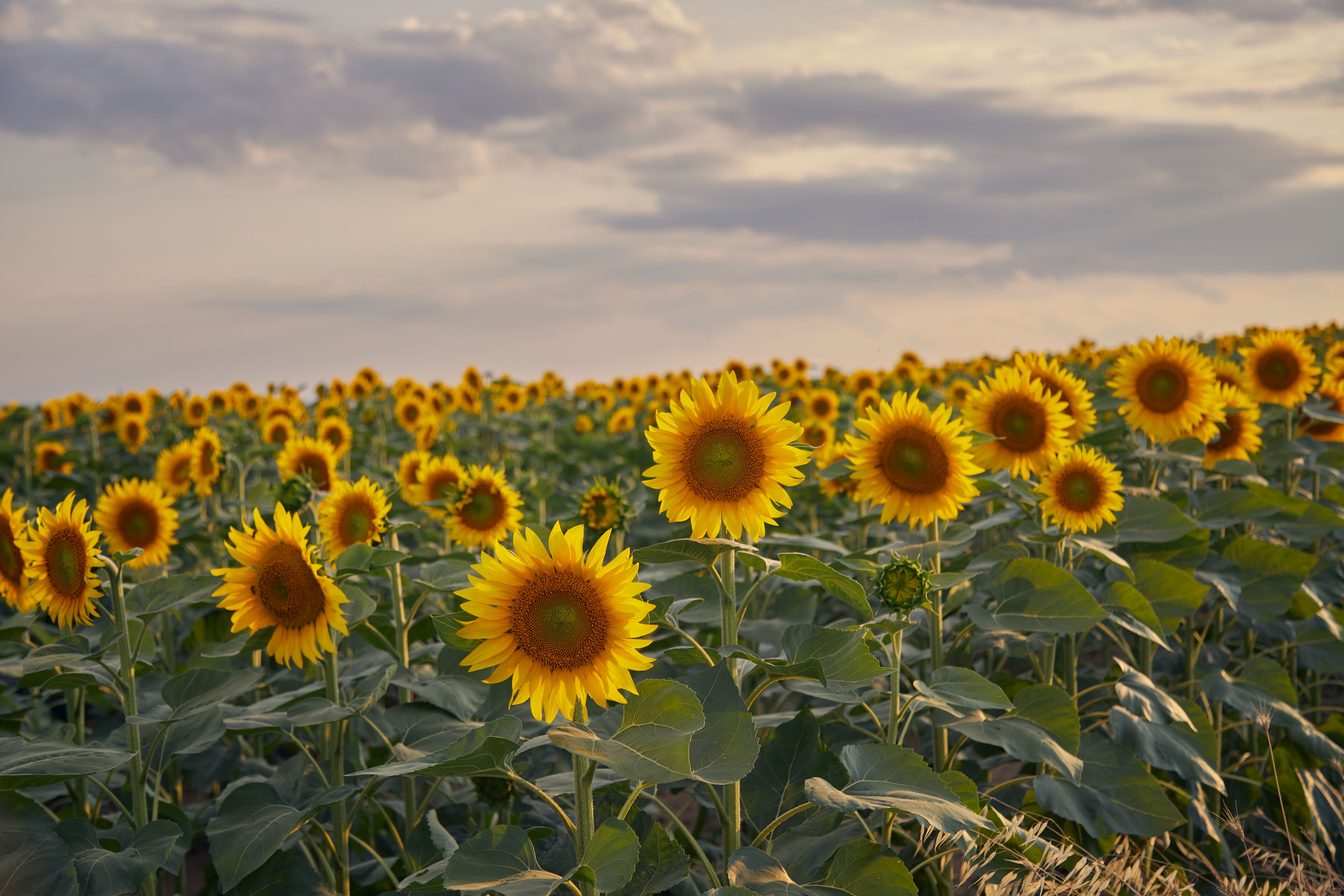 Vibrant Sunflower Field at Sunset · Free Stock Photo