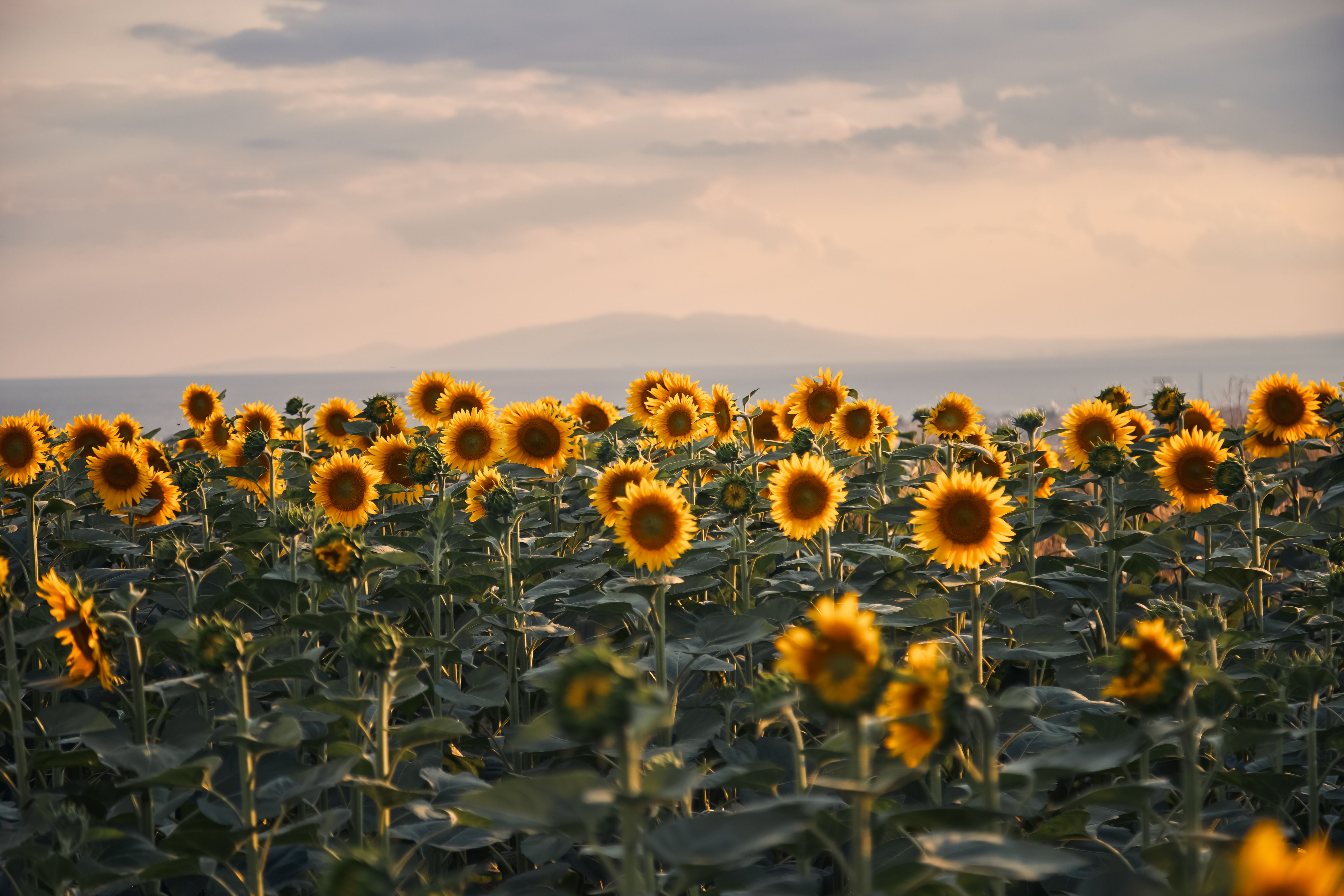 Sunflower Field at Sunset with Golden Hues · Free Stock Photo