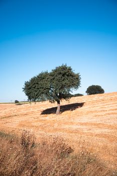 A solitary tree stands in a golden summer field under a clear blue sky.