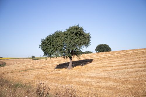 Free A solitary tree casts a shadow on a sunny day in a sprawling golden wheat field, evoking tranquility. Stock Photo