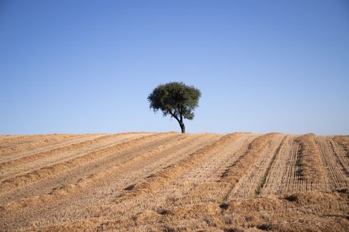 Free Solitary tree standing in a freshly harvested field with clear blue sky, capturing the essence of minimalistic nature. Stock Photo