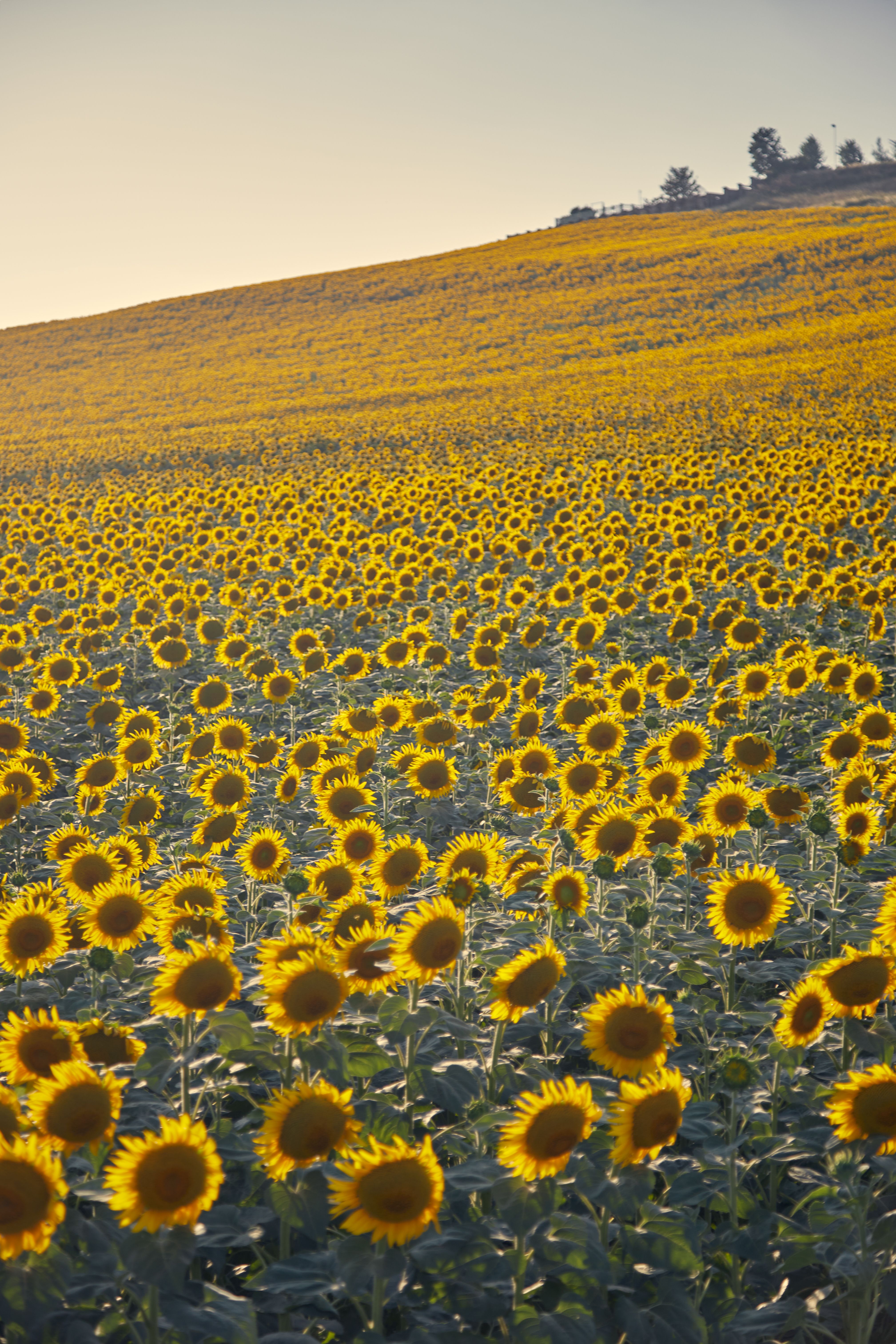 Vibrant Sunflower Field at Sunset · Free Stock Photo