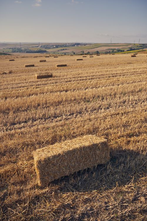 Free Sunlit countryside field with scattered hay bales, symbolizing a serene rural harvest scene. Stock Photo