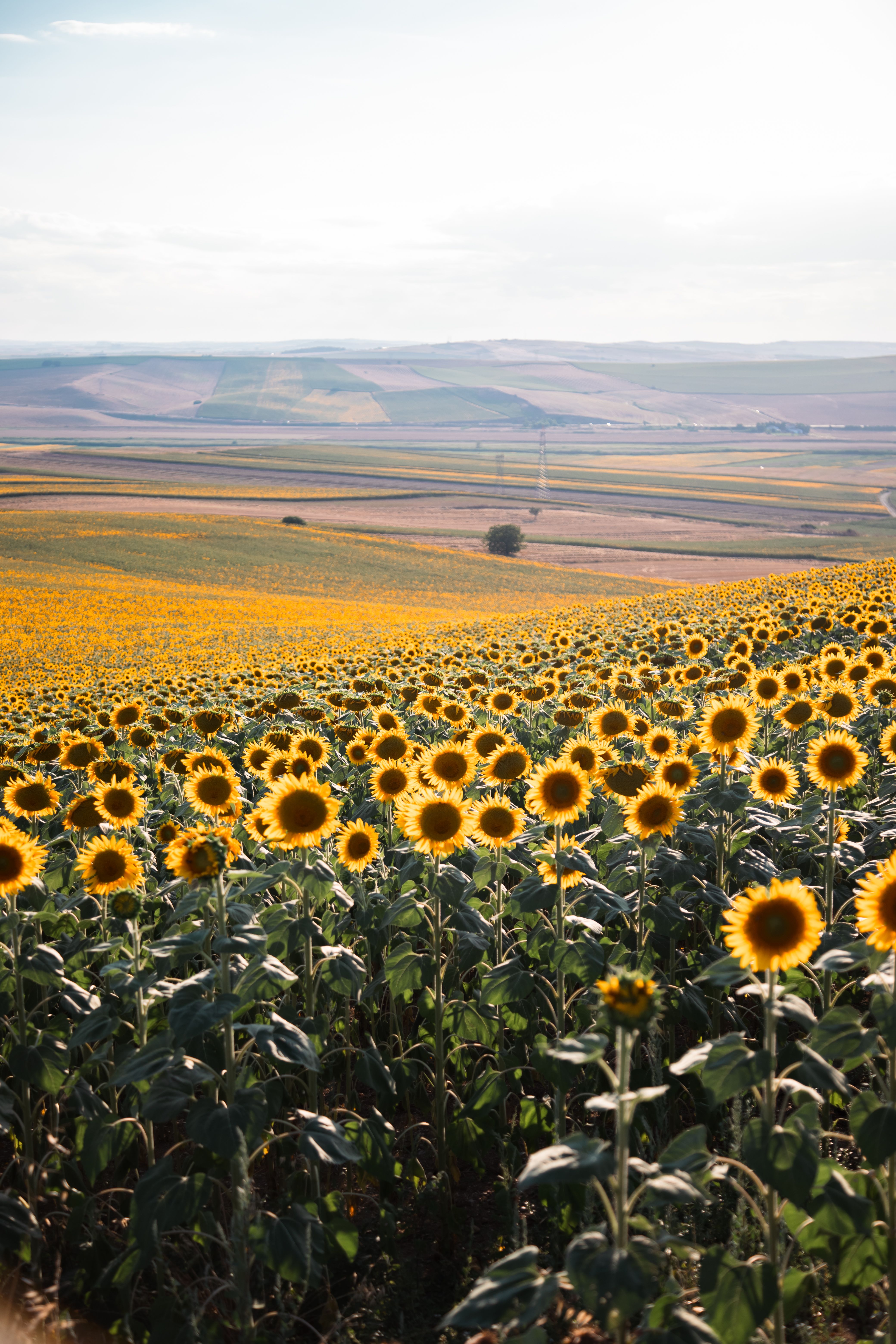 Vast Sunflower Field during Golden Hour · Free Stock Photo