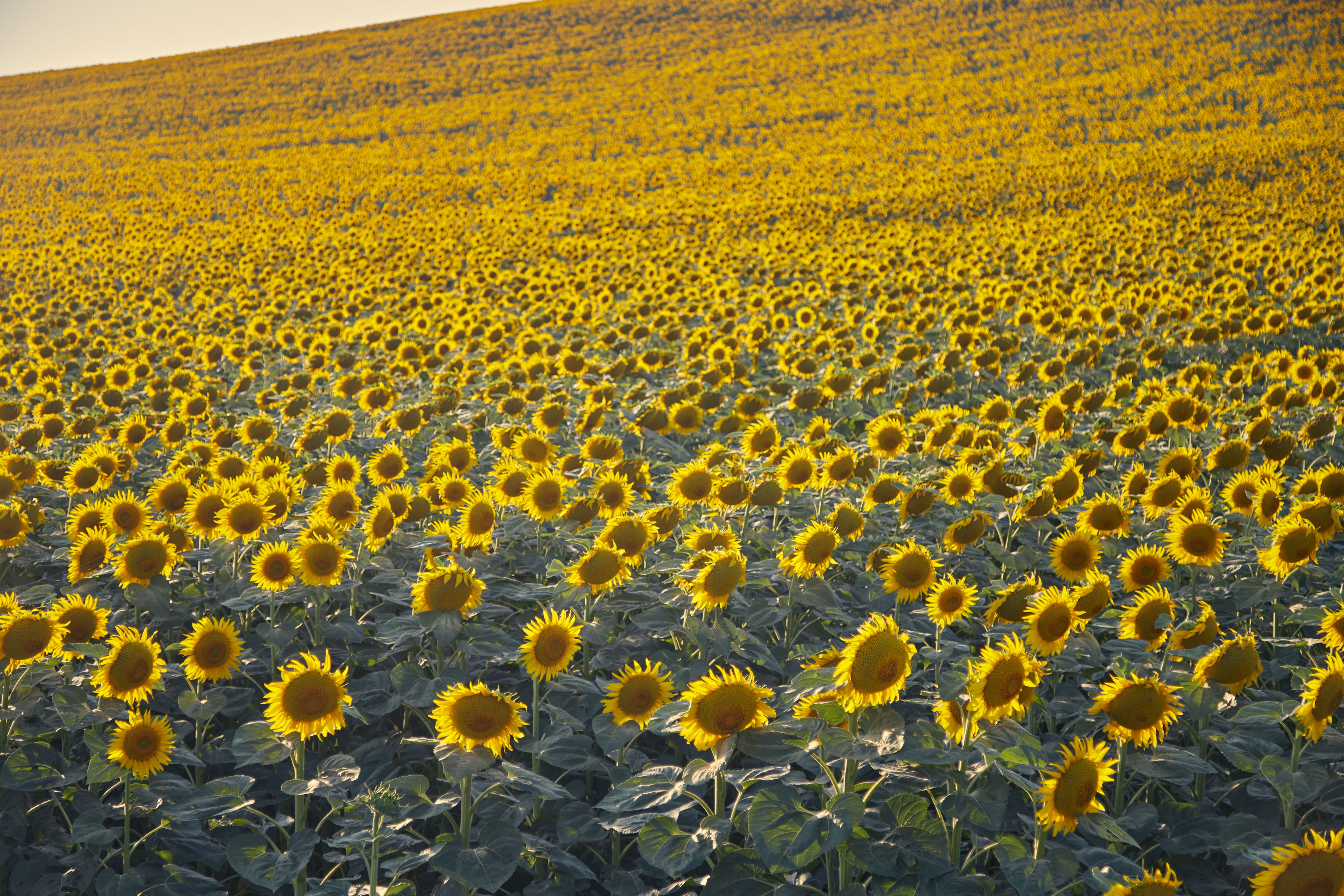 Vast Sunflower Field Under Golden Summer Light · Free Stock Photo