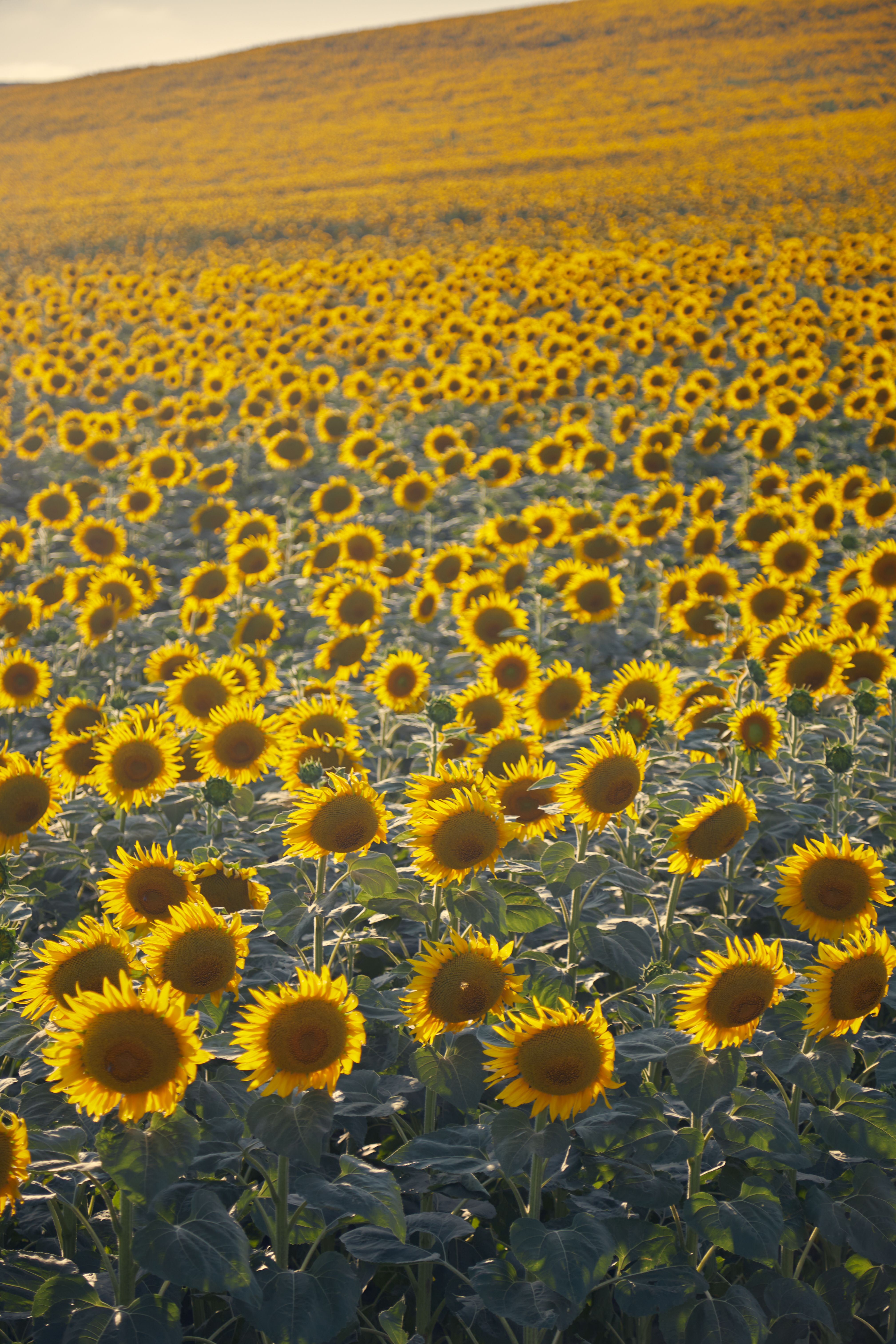 Vast Sunflower Field at Sunset · Free Stock Photo