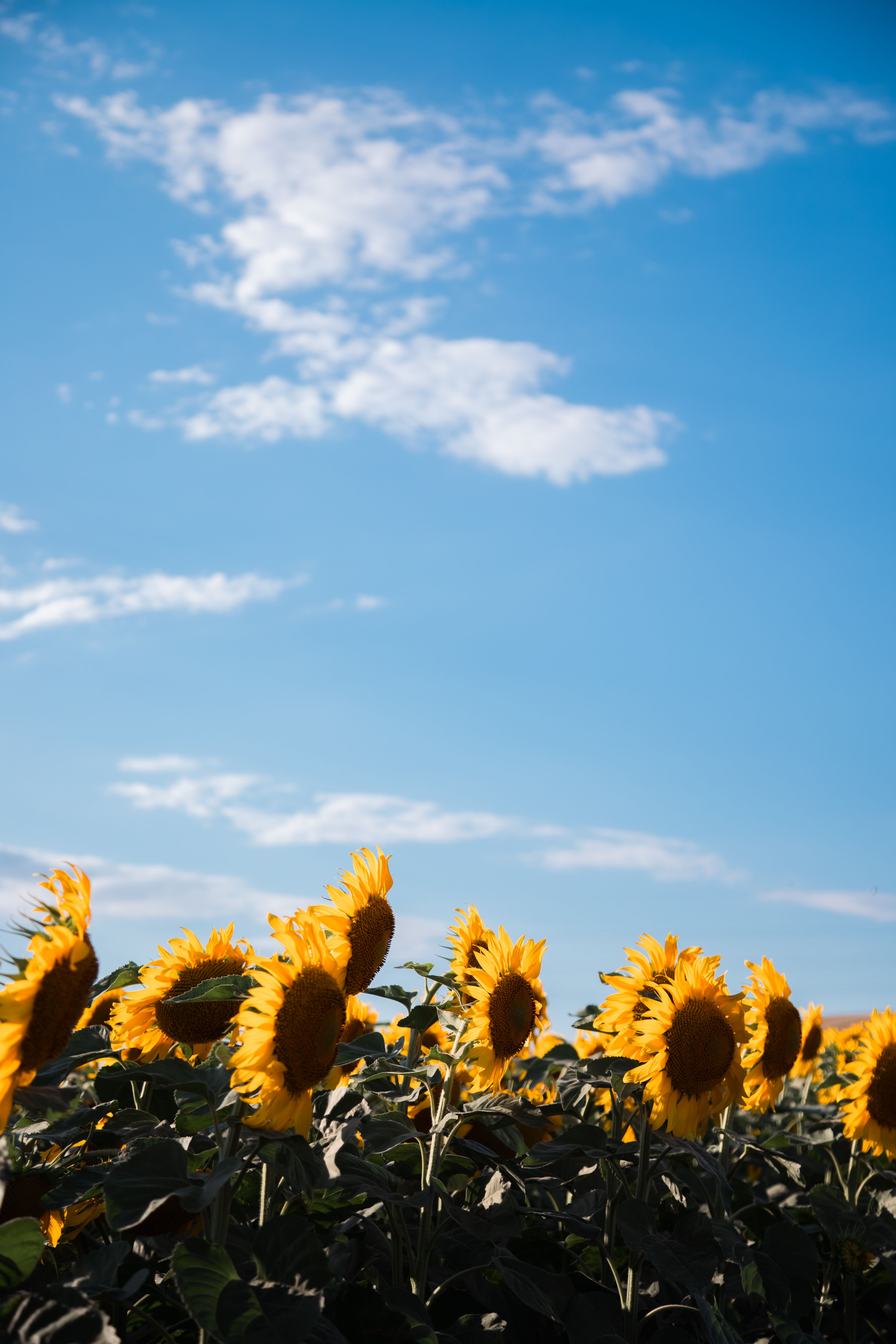 Beautiful Sunflower Field Under a Clear Blue Sky · Free Stock Photo