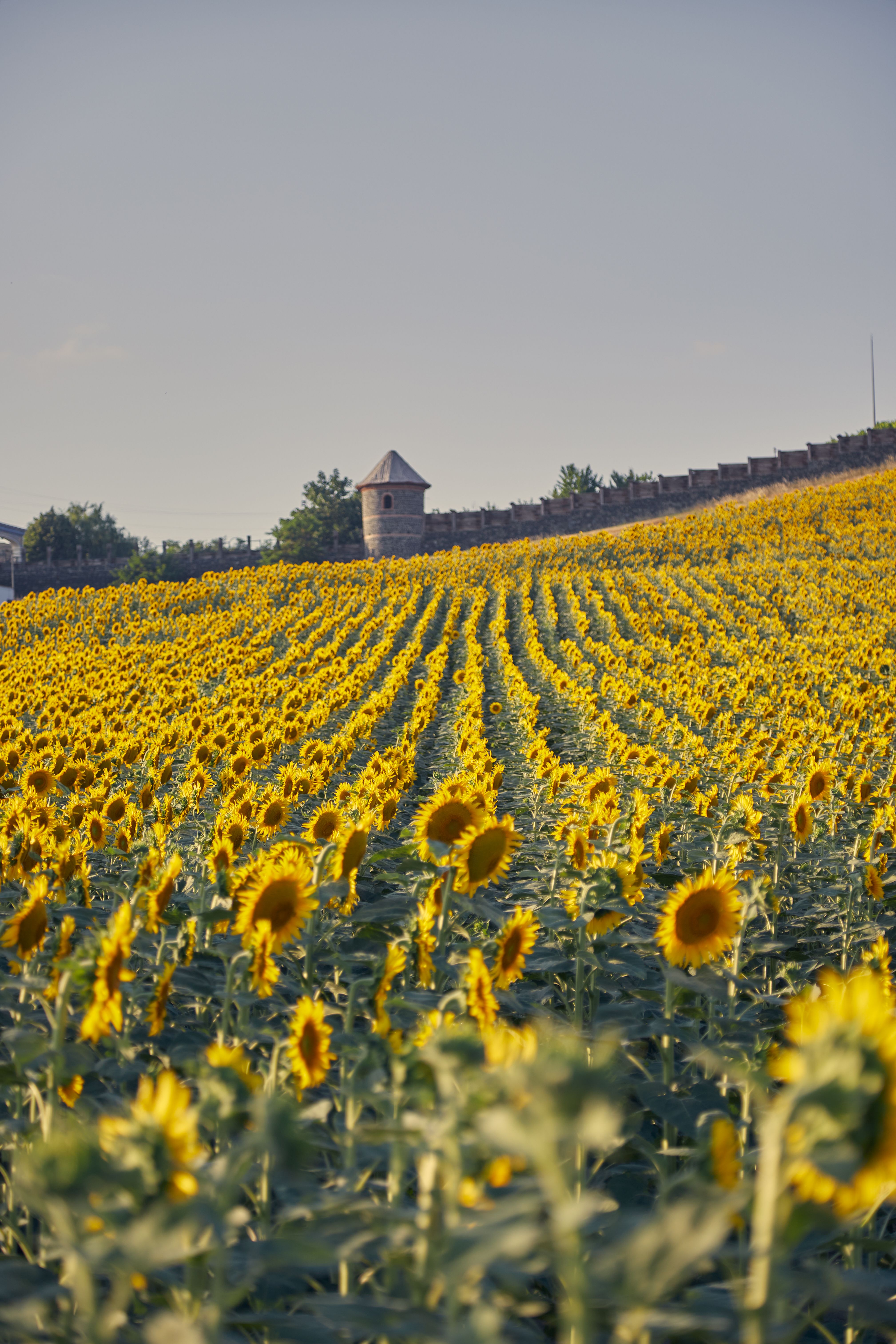 Vibrant Sunflower Field at Sunset · Free Stock Photo