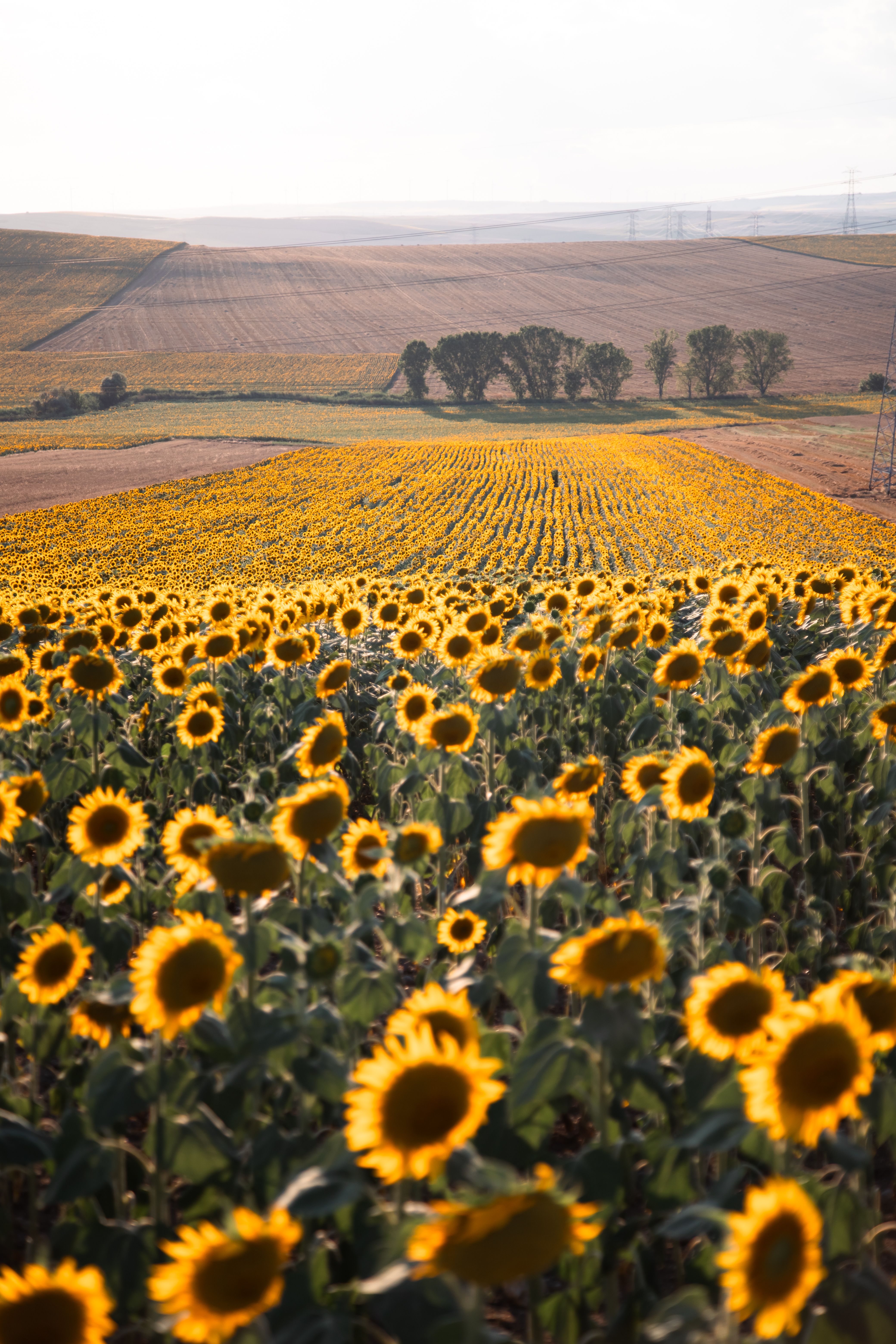 Golden Sunflower Field at Sunset · Free Stock Photo
