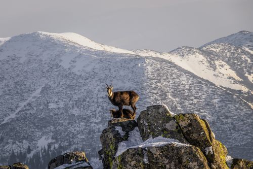 Free A lone chamois stands majestically on a rocky peak with snowy mountains in the background. Stock Photo