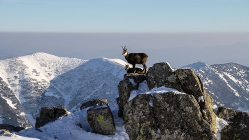 Free A wild goat stands on rocky snowy peaks against a winter mountain backdrop, illustrating natural beauty in winter. Stock Photo