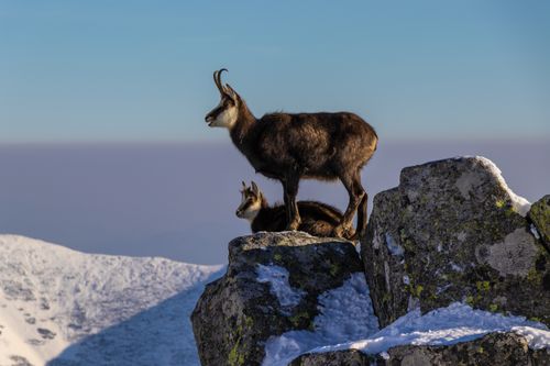 Free Chamois standing majestically on snow-covered rocks in a winter mountain landscape, captured during the day. Stock Photo