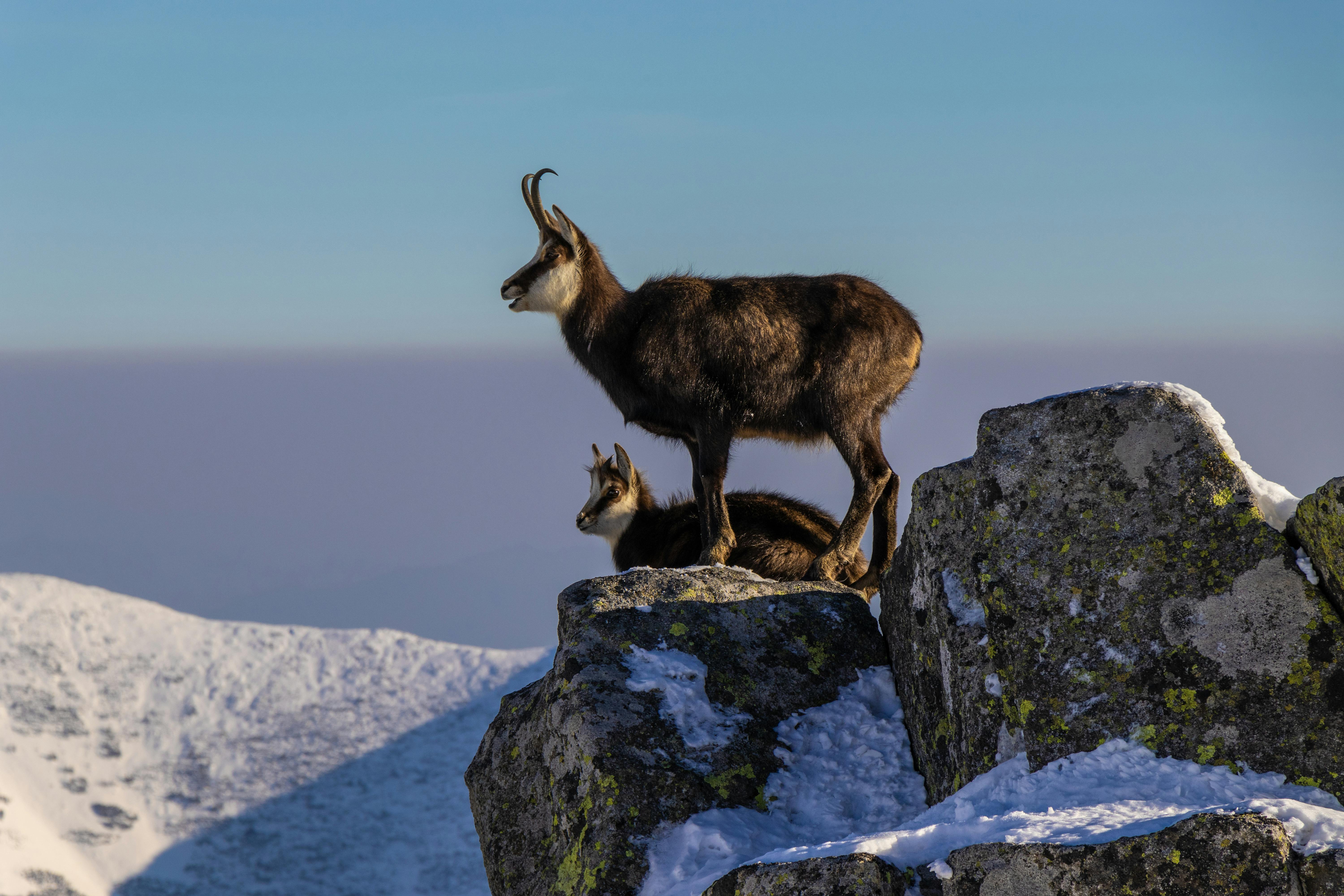 grátis Camurças em pé majestosamente sobre rochas cobertas de neve em uma paisagem montanhosa de inverno, capturadas durante o dia. Foto profissional