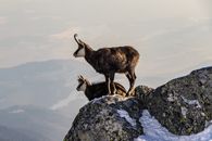 Two chamois standing on a snow-covered mountain peak. Majestic wildlife scene.