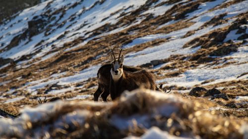 Free A wild chamois standing on a snowy mountain with rugged terrain. Stock Photo