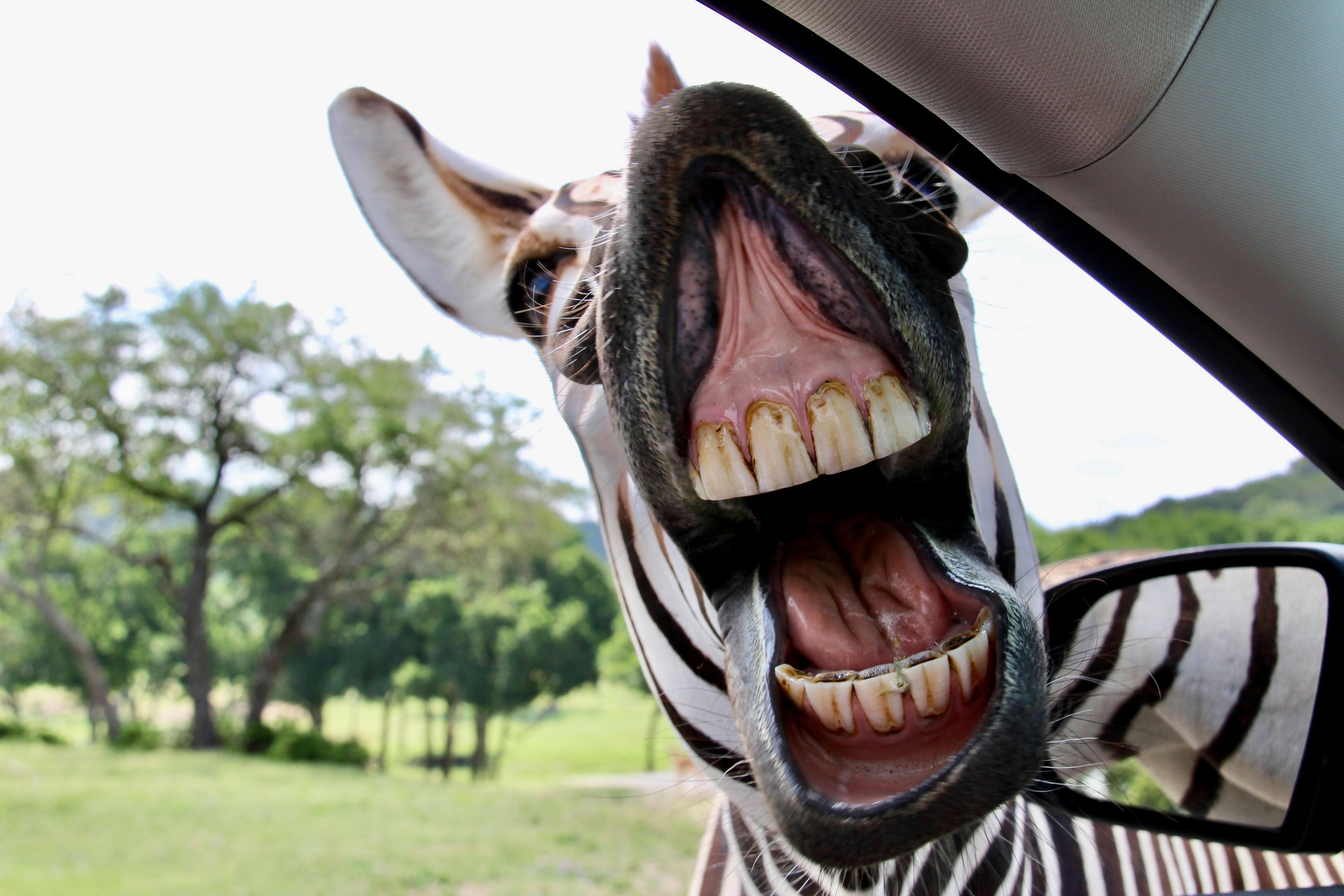 A humorous close-up of a zebra yawning near a car window in a safari park.
