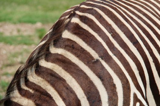 Detailed close-up of zebra stripes showcasing unique pattern.