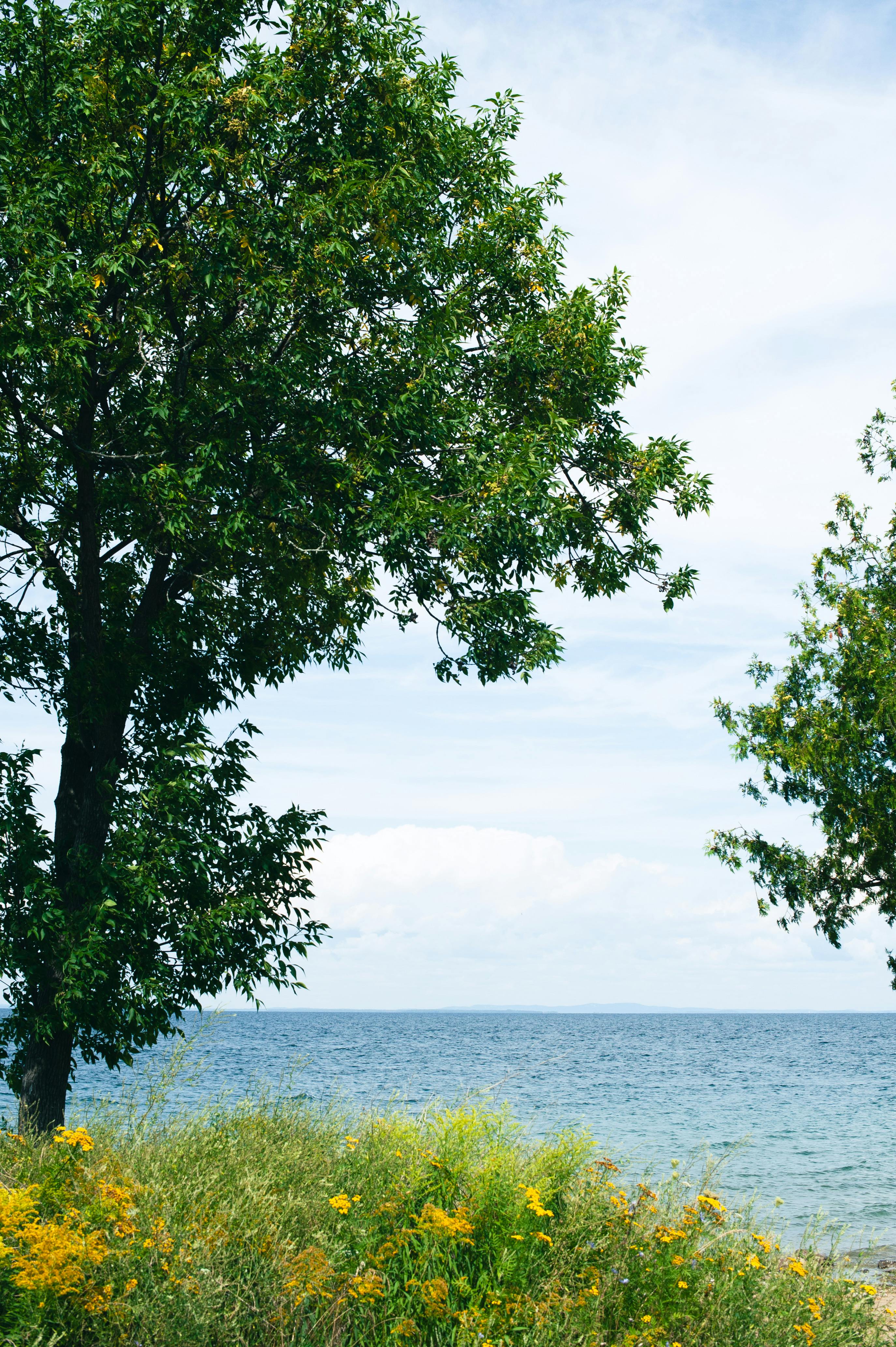 Scenic view of a lake with lush greenery and wildflowers in summer.