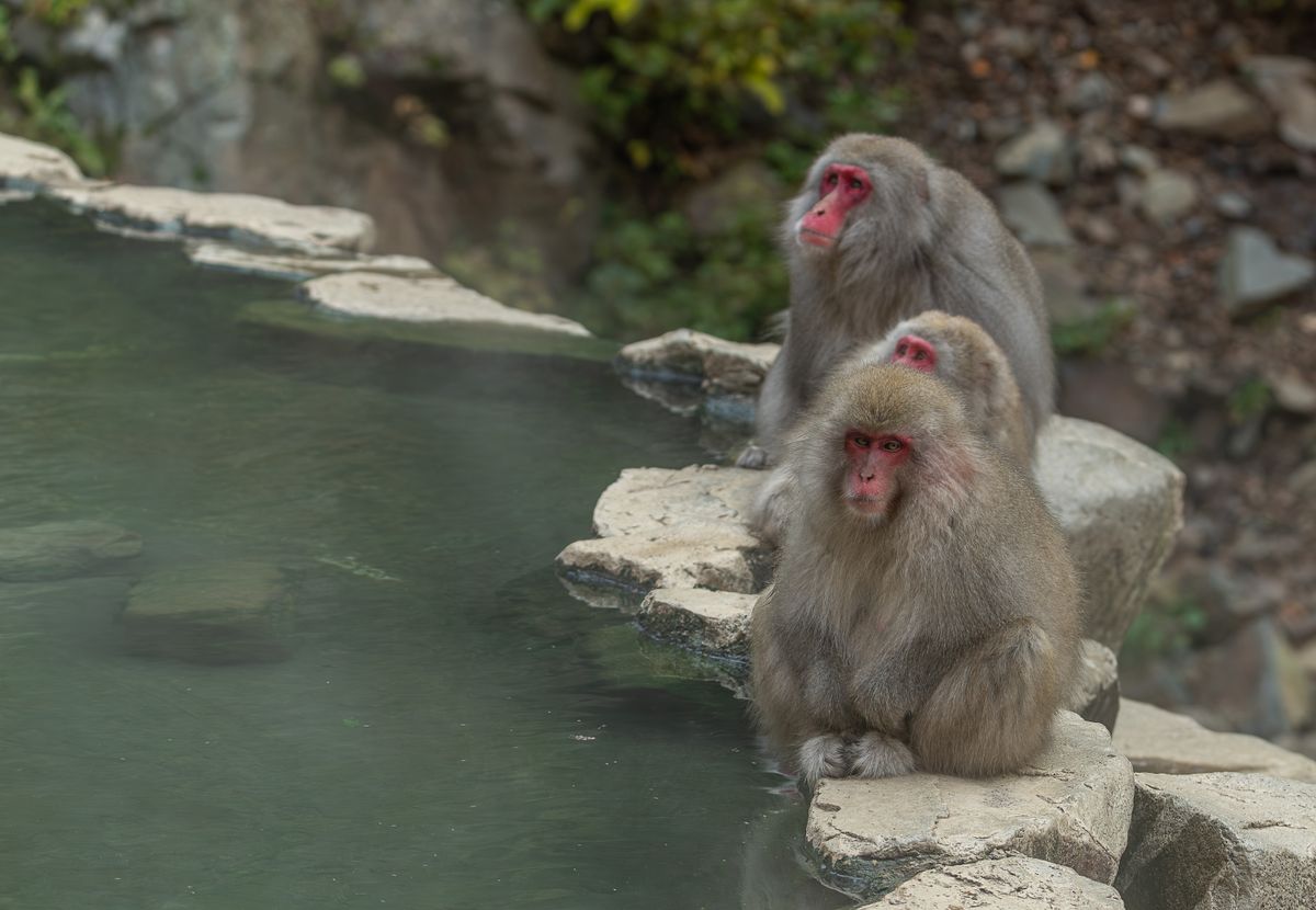 Three Japanese macaques sitting beside a hot spring in winter at Yamanouchi, Nagano