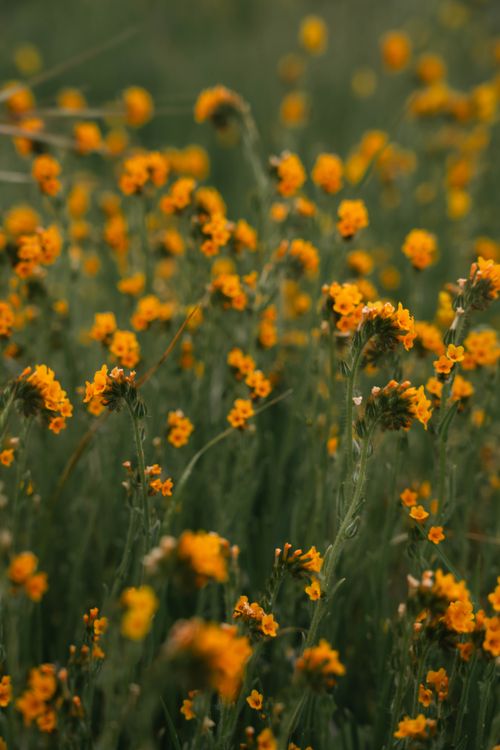 Free A vibrant field of yellow wildflowers in full bloom, capturing the essence of spring. Stock Photo