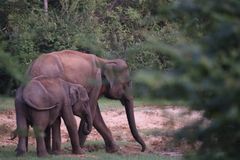 TravelTo Sri Lanka 10 Days Luxury Tour - Sigiriya, Kandy & Trincomalee (Gulf Air, May 2027) thumbnail 1