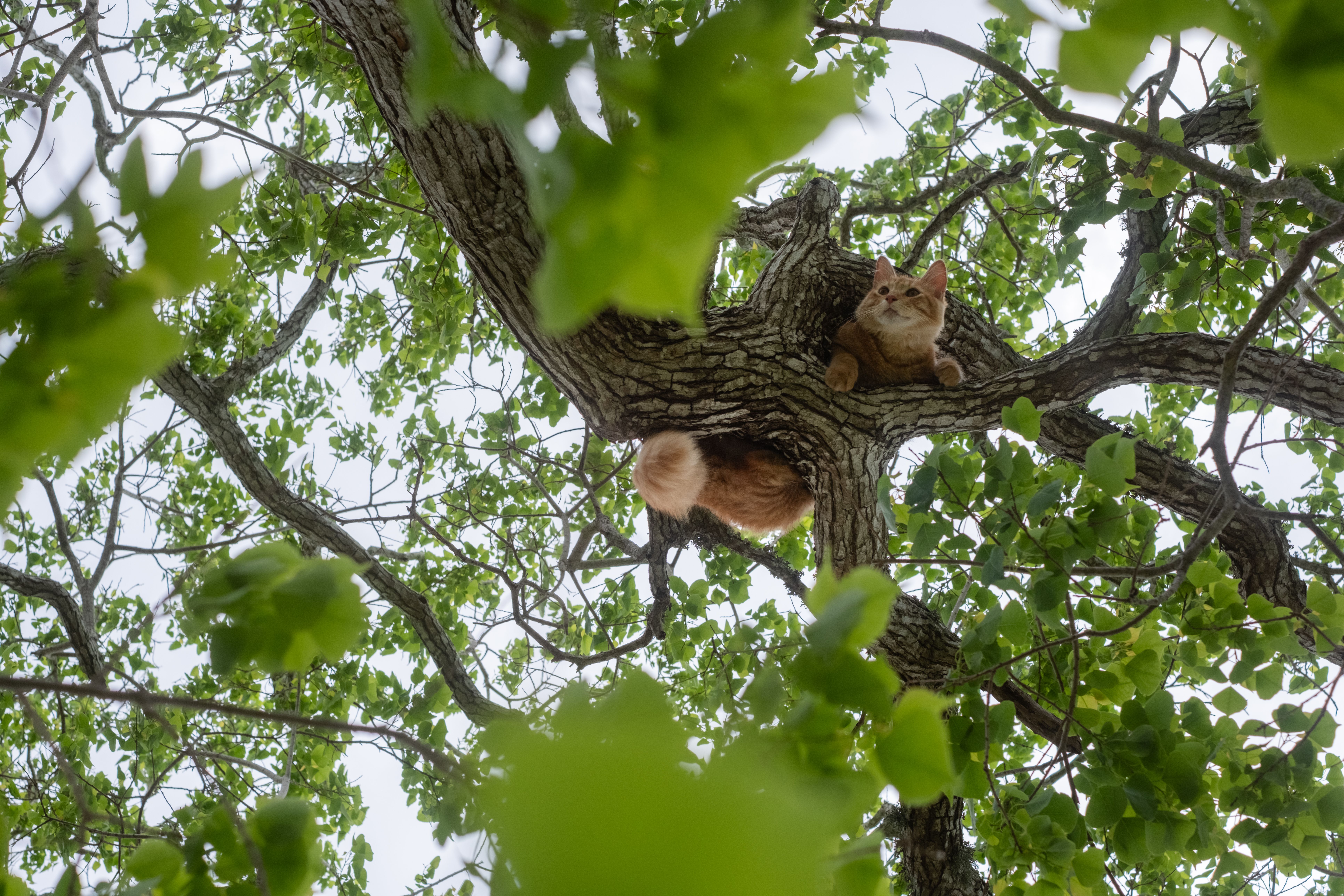 Best Cat Trees Under $50 in 2026: Condo, Tall & Scratching