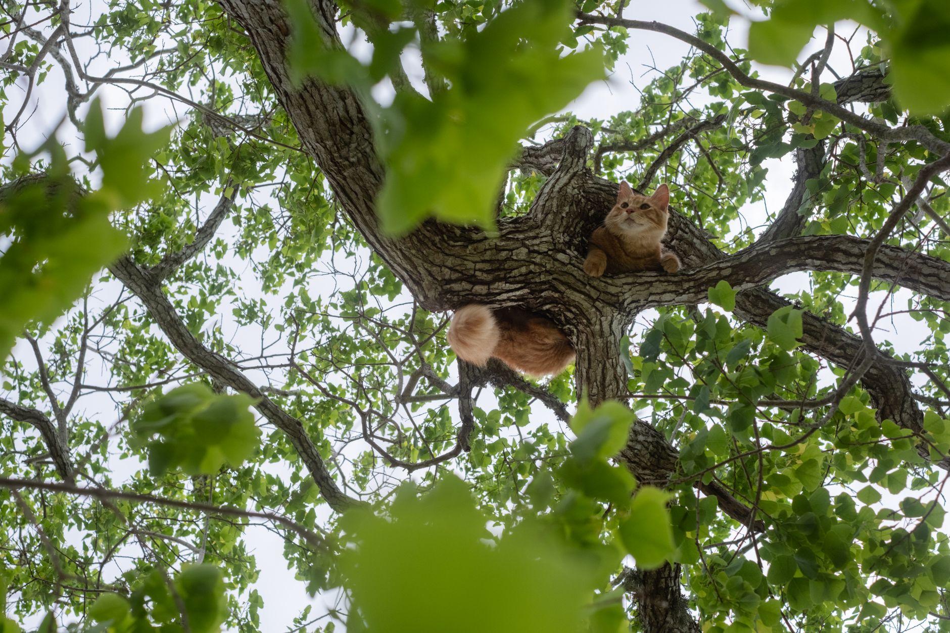 Best Cat Trees Under $50 in 2026: Condo, Tall & Scratching