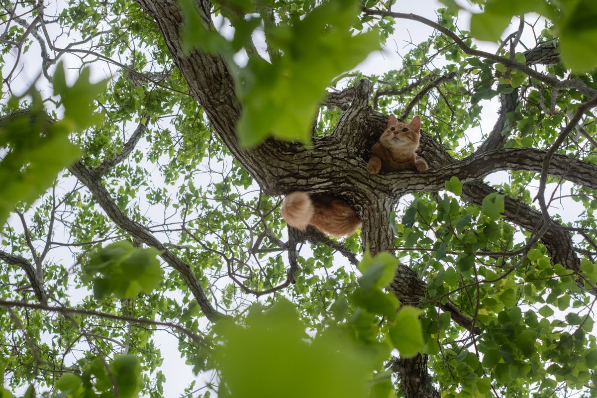 Chat perché en hauteur dans un arbre