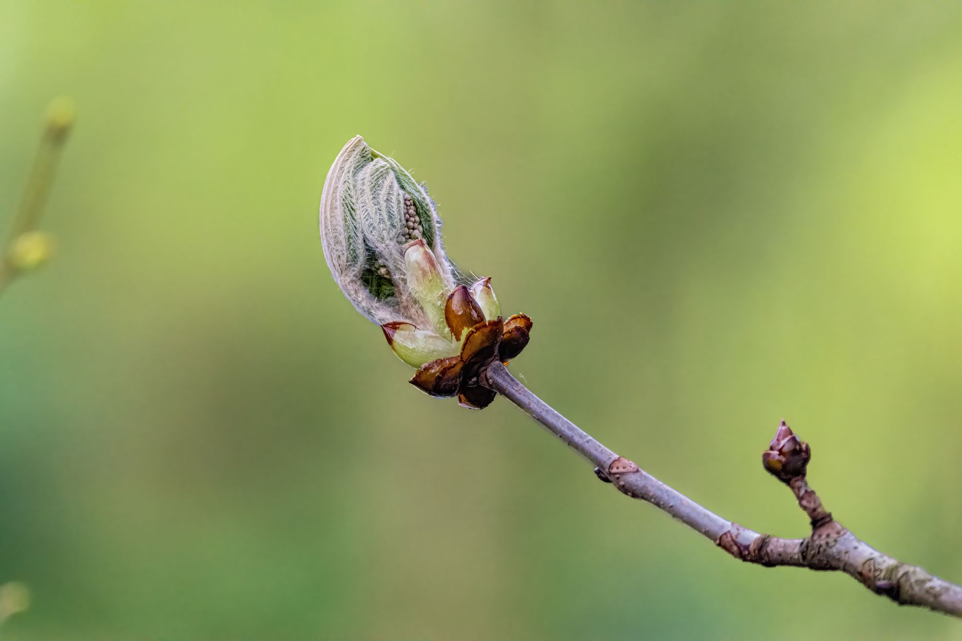 운전면허 적성검사 및 갱신 온라인 신청 가이드: 기간 놓치면 벌금 부과 6 Detailed close-up of a chestnut bud unfolding, symbolizing growth and renewal in springtime.