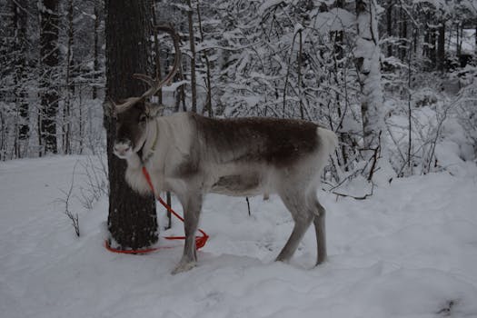 A reindeer stands tied to a tree in the snowy forests of Rovaniemi, Lapland.