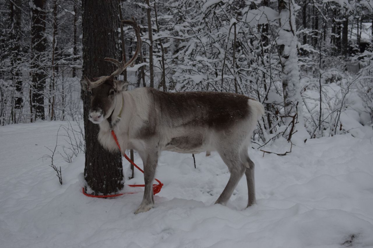a reindeer stands tied to a tree in the snowy forests of rovaniemi lap