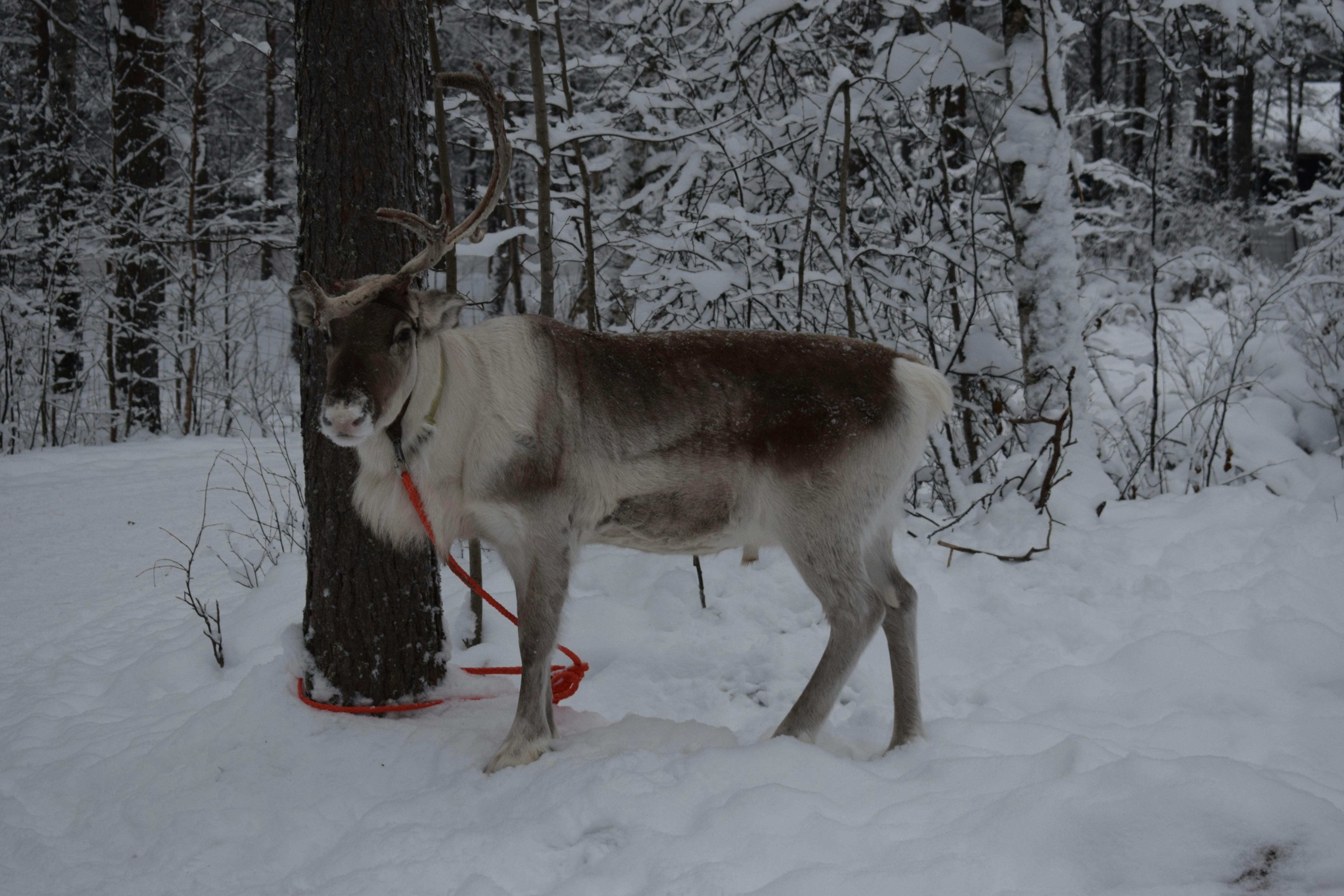 grátis Uma rena amarrada a uma árvore nas florestas nevadas de Rovaniemi, Lapônia. Foto profissional