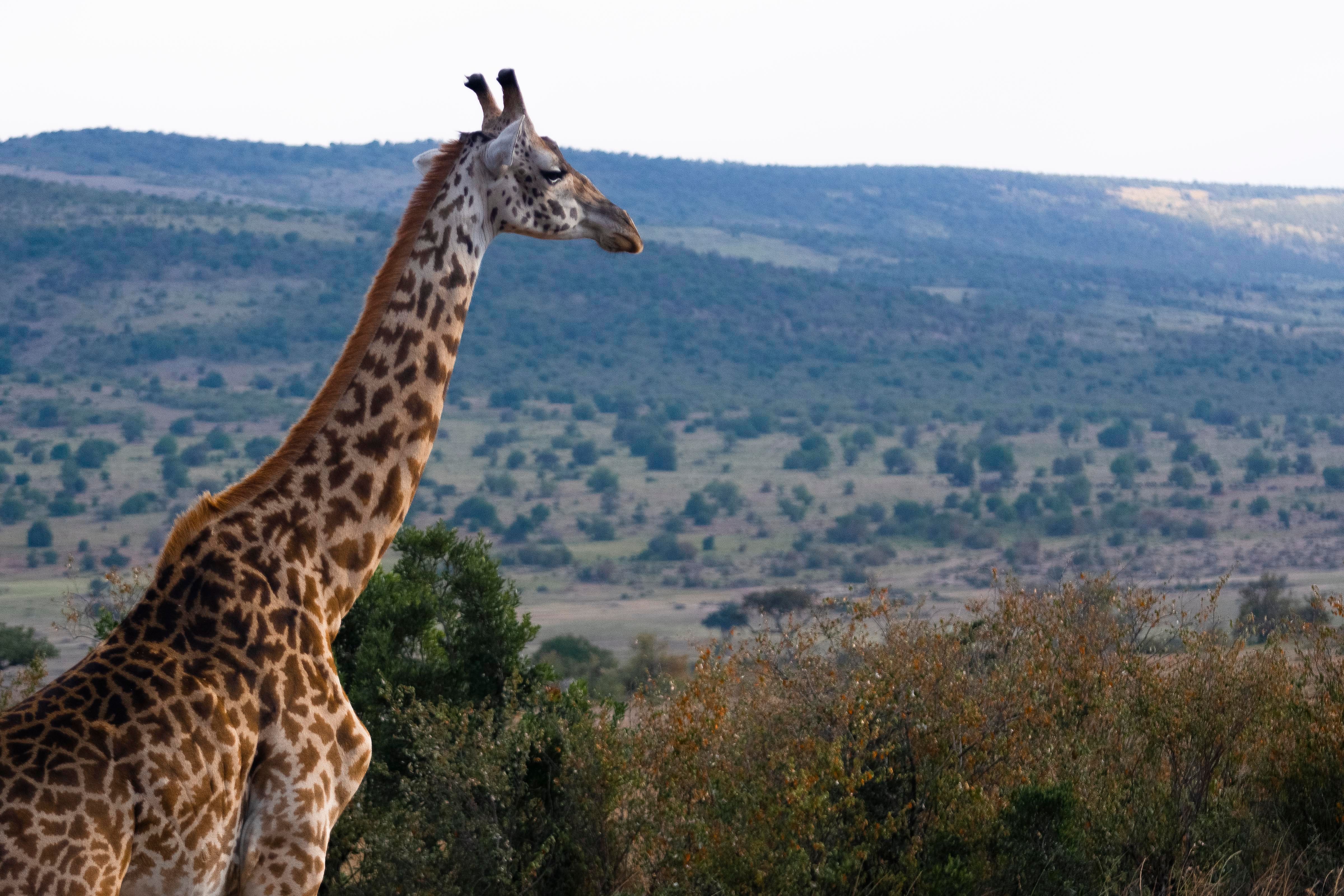 Beautiful African Plains and Acacias