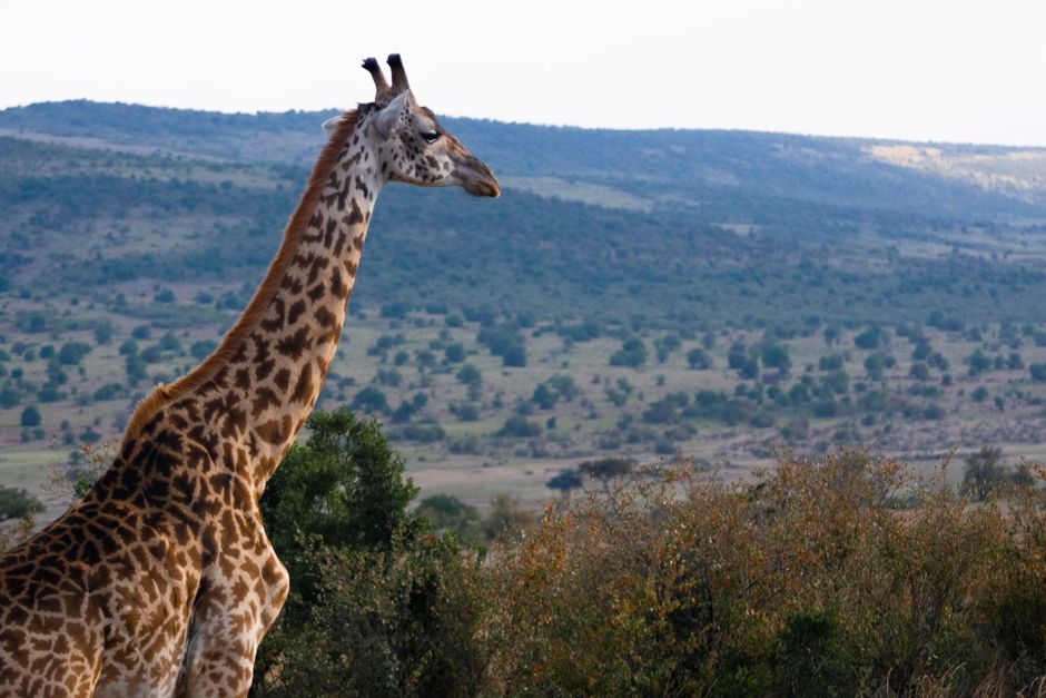 Spectacular Nairobi National Park Half-Day Tour; Free Wi-Fi Connection Review: The Ultimate Urban Safari Experience Review 2026 - A giraffe elegantly stands in Kenya's lush savannah, showcasing the beauty of African wildlife.