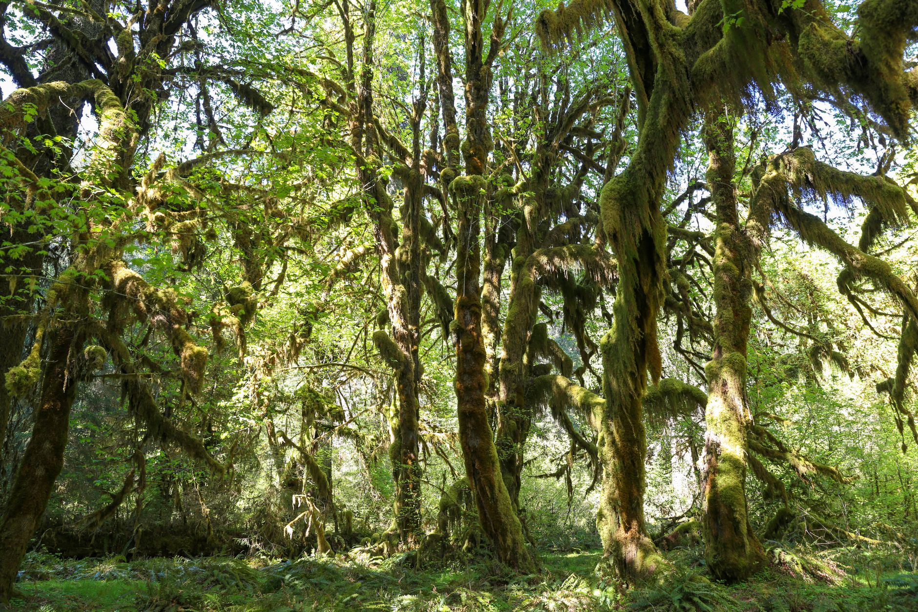 Moss-draped maple trees and ferns lining the trail in the Hoh Rain Forest, Olympic National Park