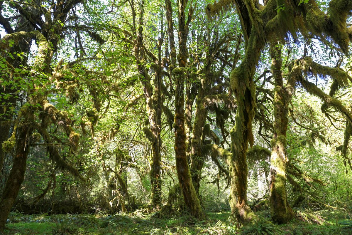 Olympic National Park