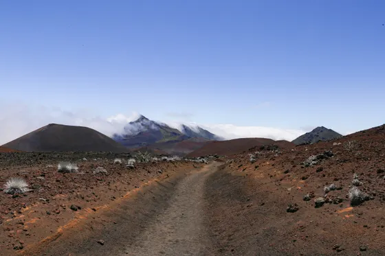 A rare Haleakala silversword plant near the summit