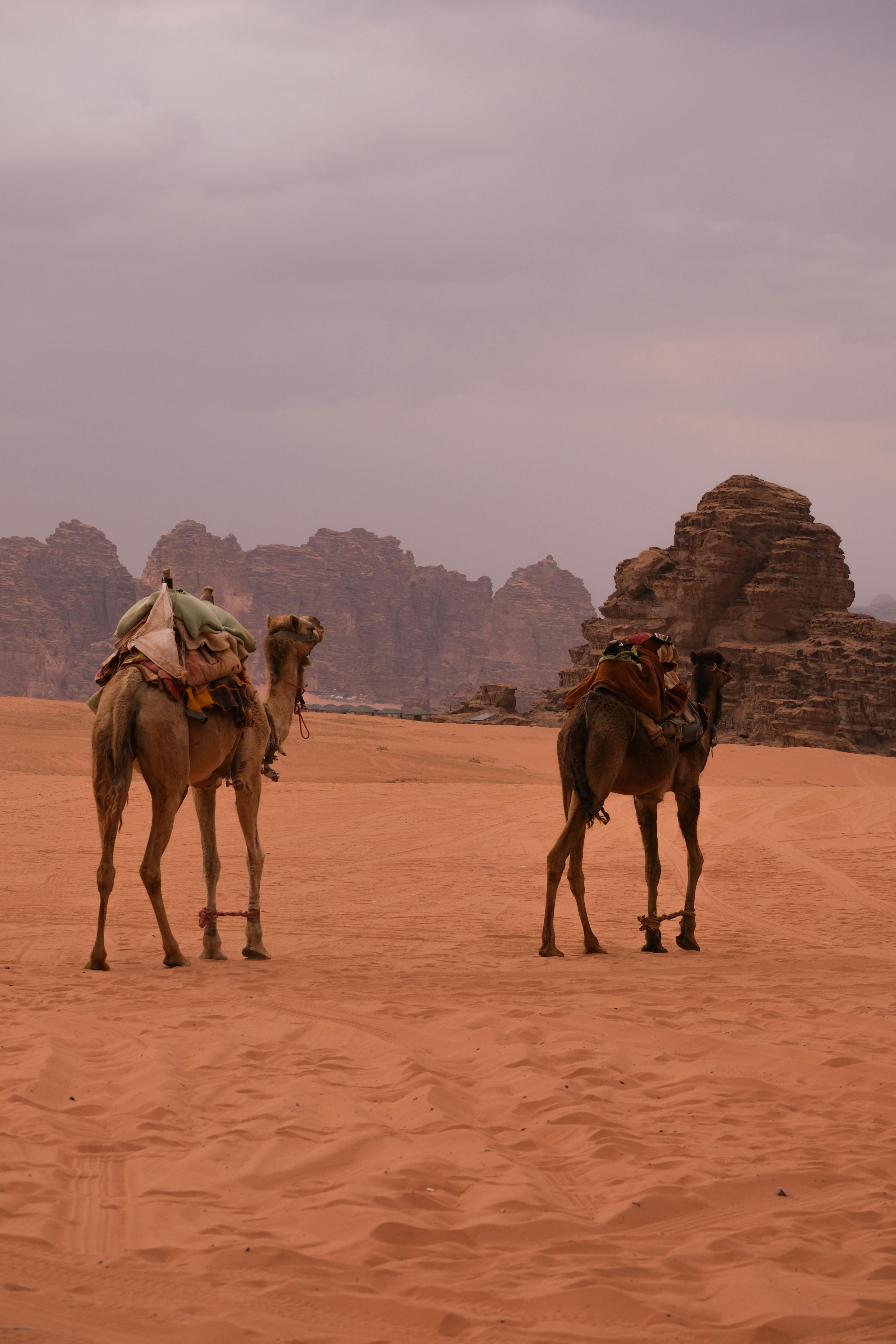 Camels stand on the sandy terrain of Wadi Rum, Jordan, amid rocky landscapes and cloudy skies.