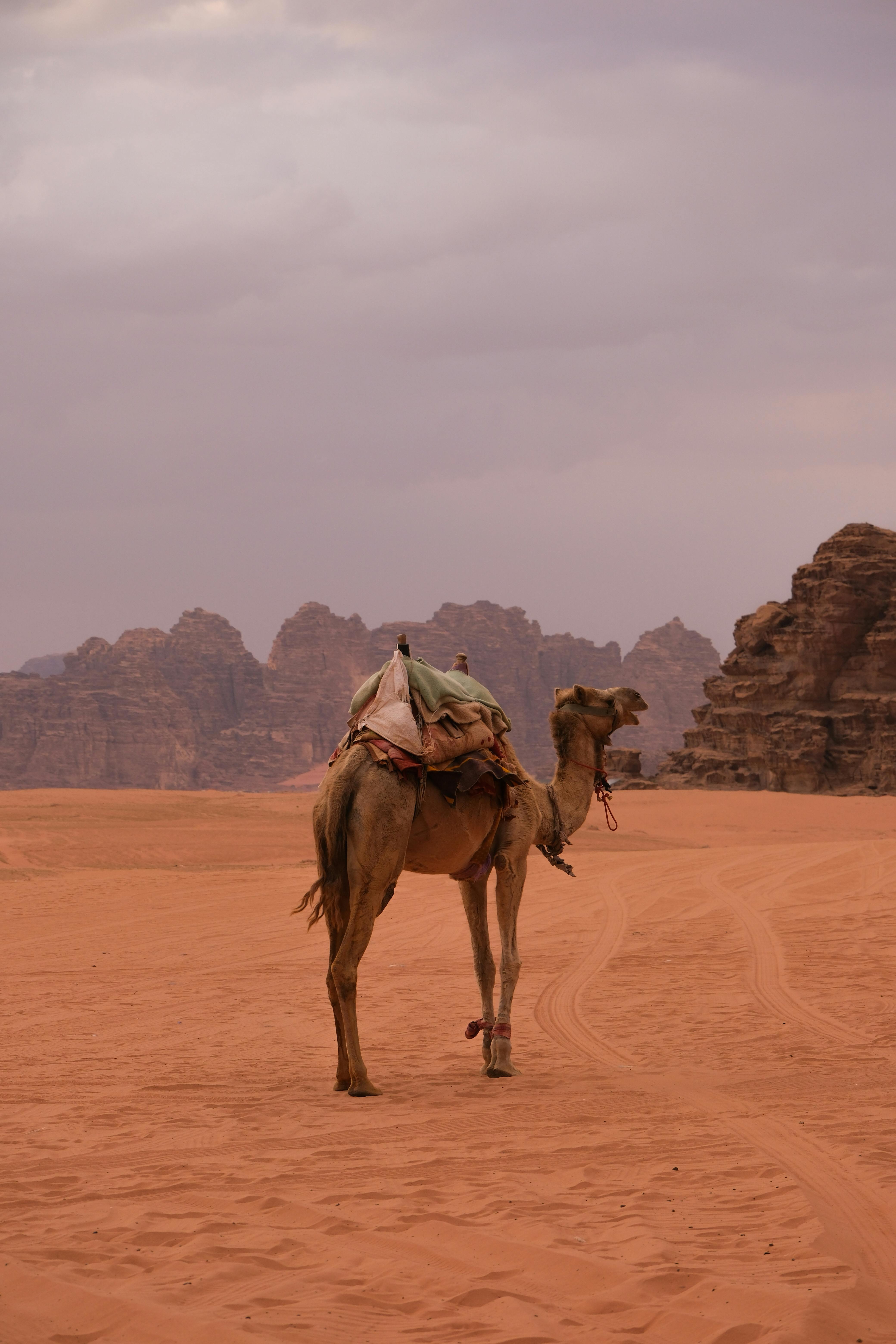 A lone camel stands against the rocky backdrop of Aqaba's desert landscape at dusk, evoking adventure.