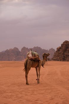 A lone camel stands against the rocky backdrop of Aqaba's desert landscape at dusk, evoking adventure.