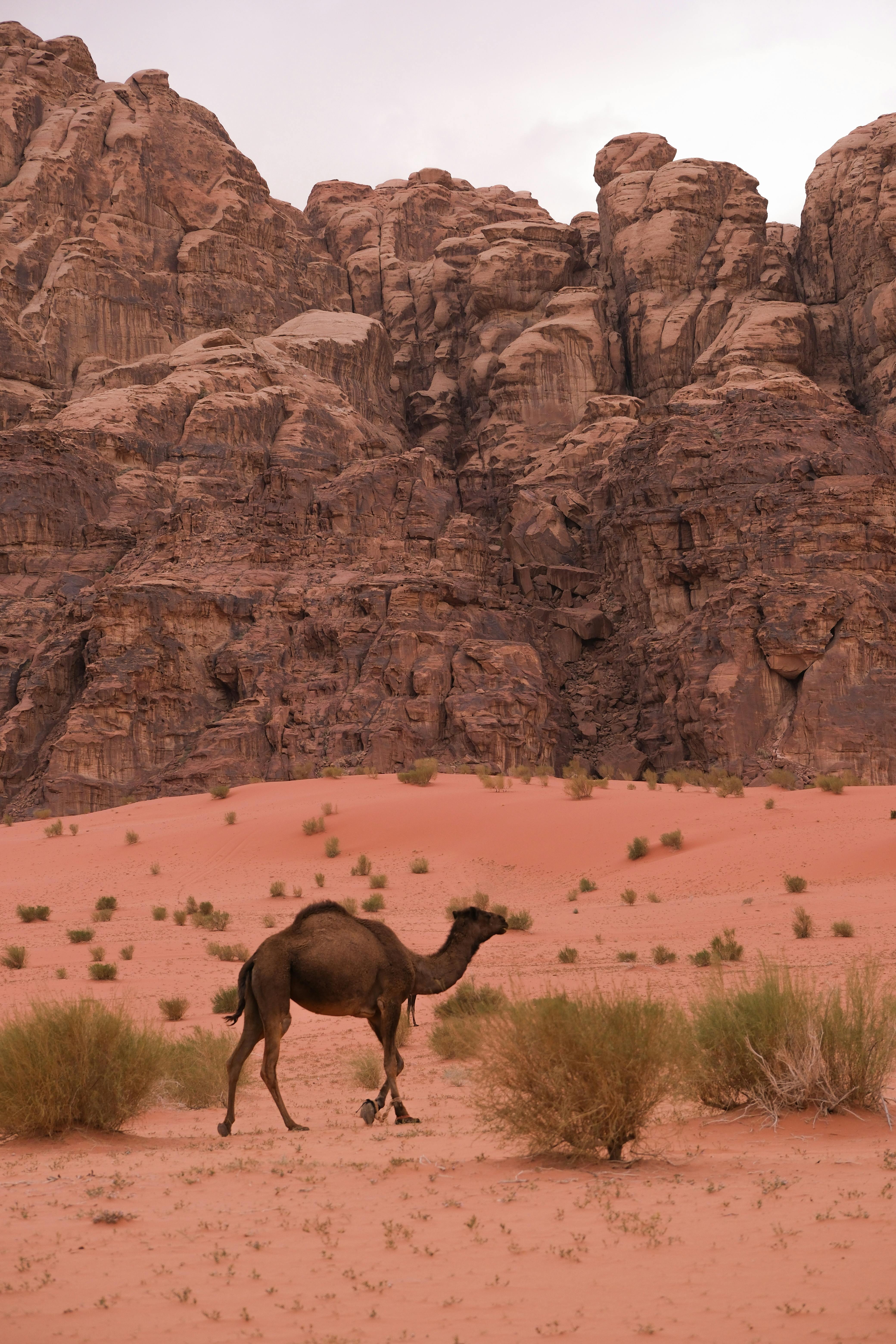 A lone camel strolls through the sandy landscape of Wadi Rum, Jordan's iconic desert.