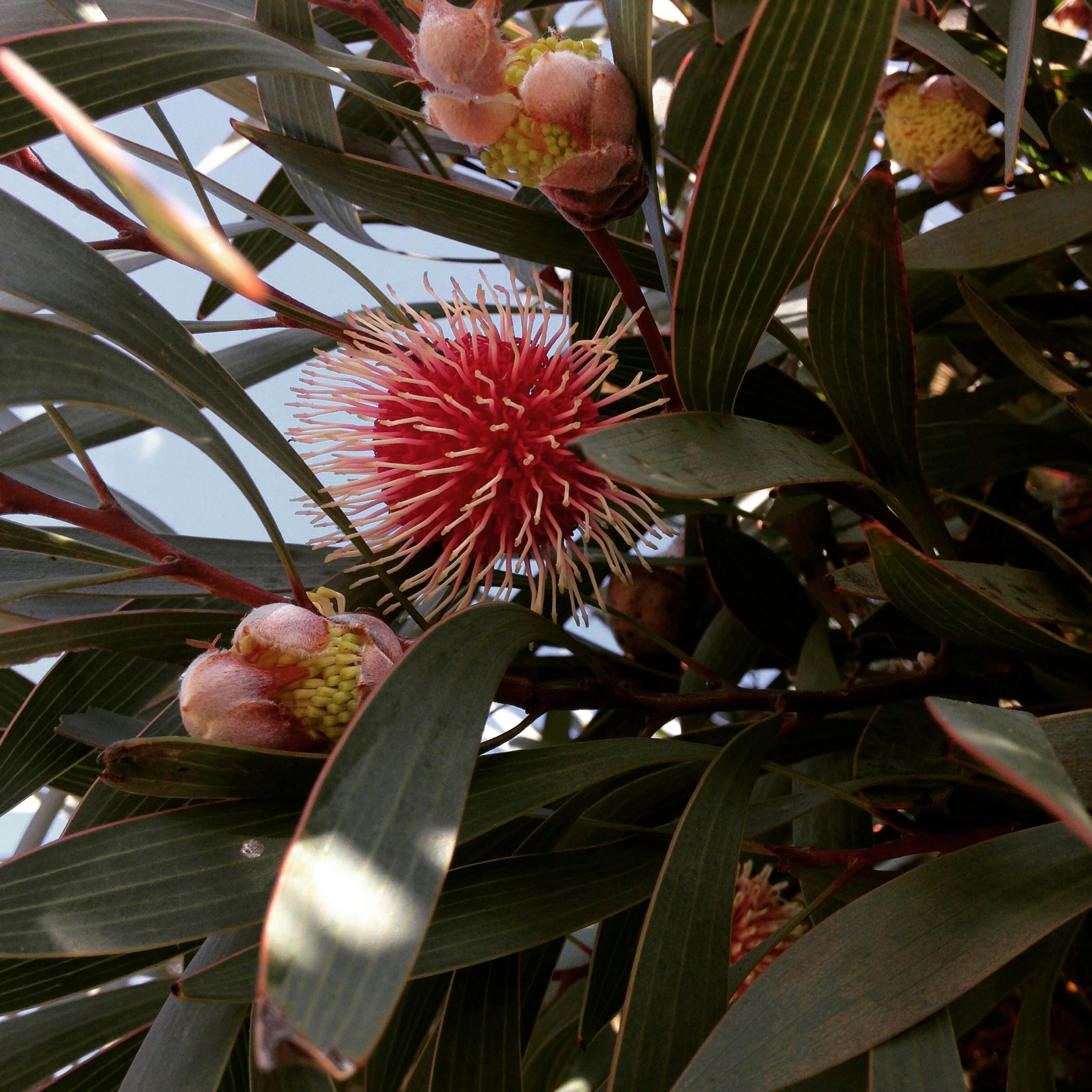 Free stock photo of flowering gum, flowers, Gum Tree