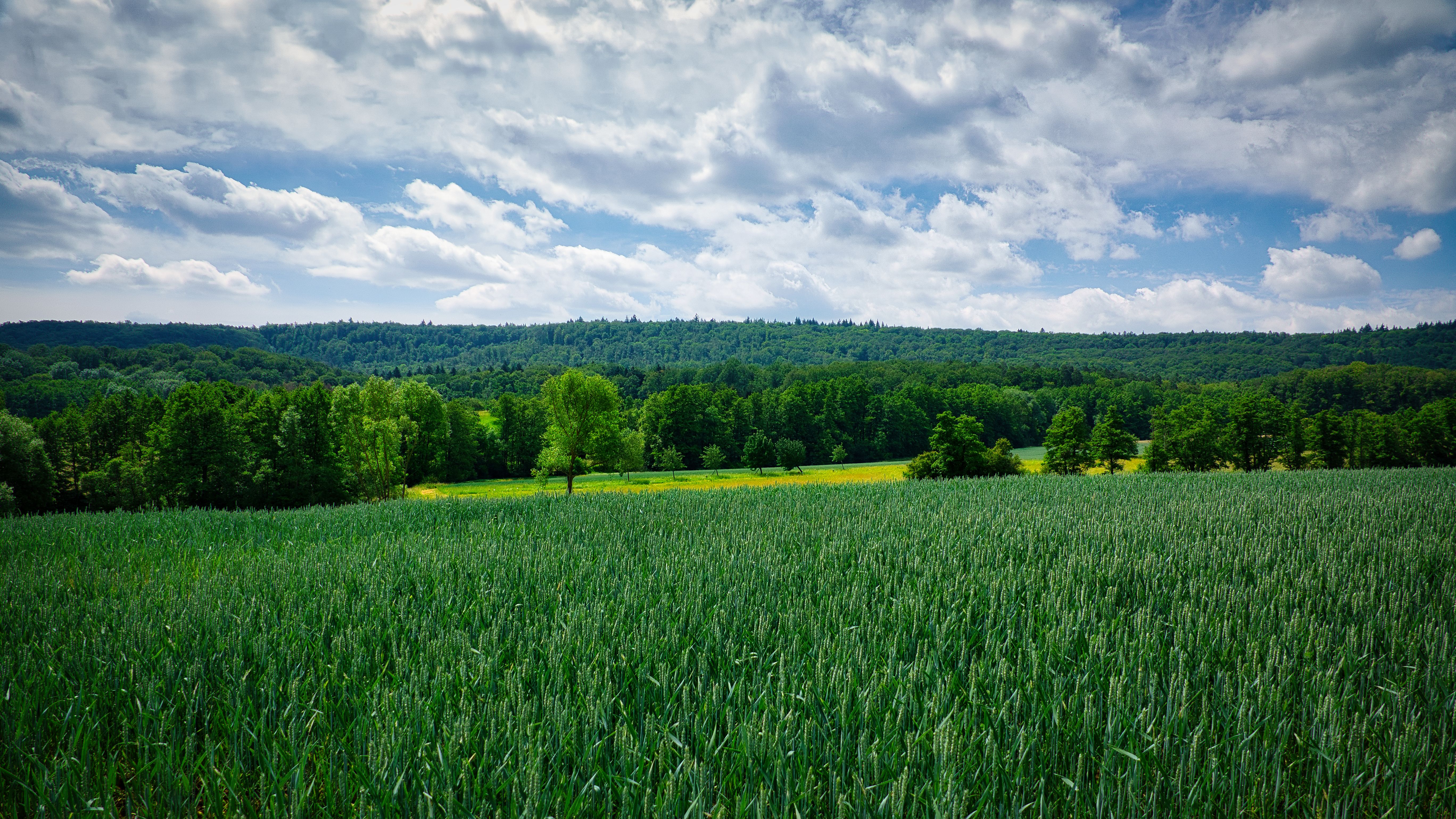 A lush green field under a cloudy sky in Maulbronn, capturing summer's beauty in Germany.